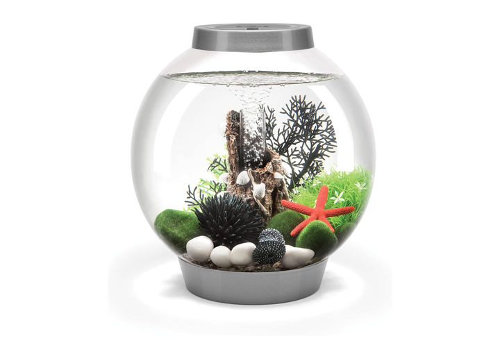 Round glass fish tank aquarium with aquatic plants, stones, and a red starfish ornament
