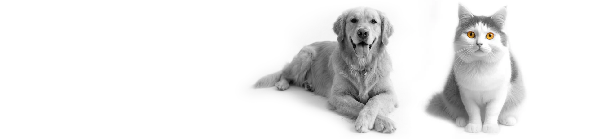 Golden retriever dog lying next to a sitting white and gray cat on white background, pet supplies