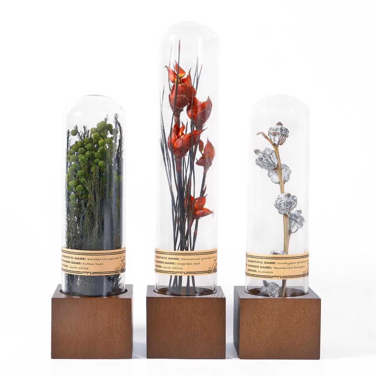 3Pcs Dried Flower Decor Knick Knacks for Shelves Cool Stuff
