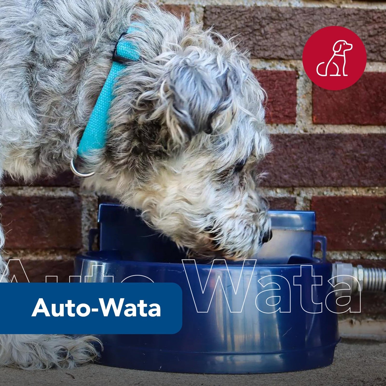 Coastal Pet Bergan Auto-Wata outdoor dog and cat water dispenser with a white plastic bowl and automatic water refill system.