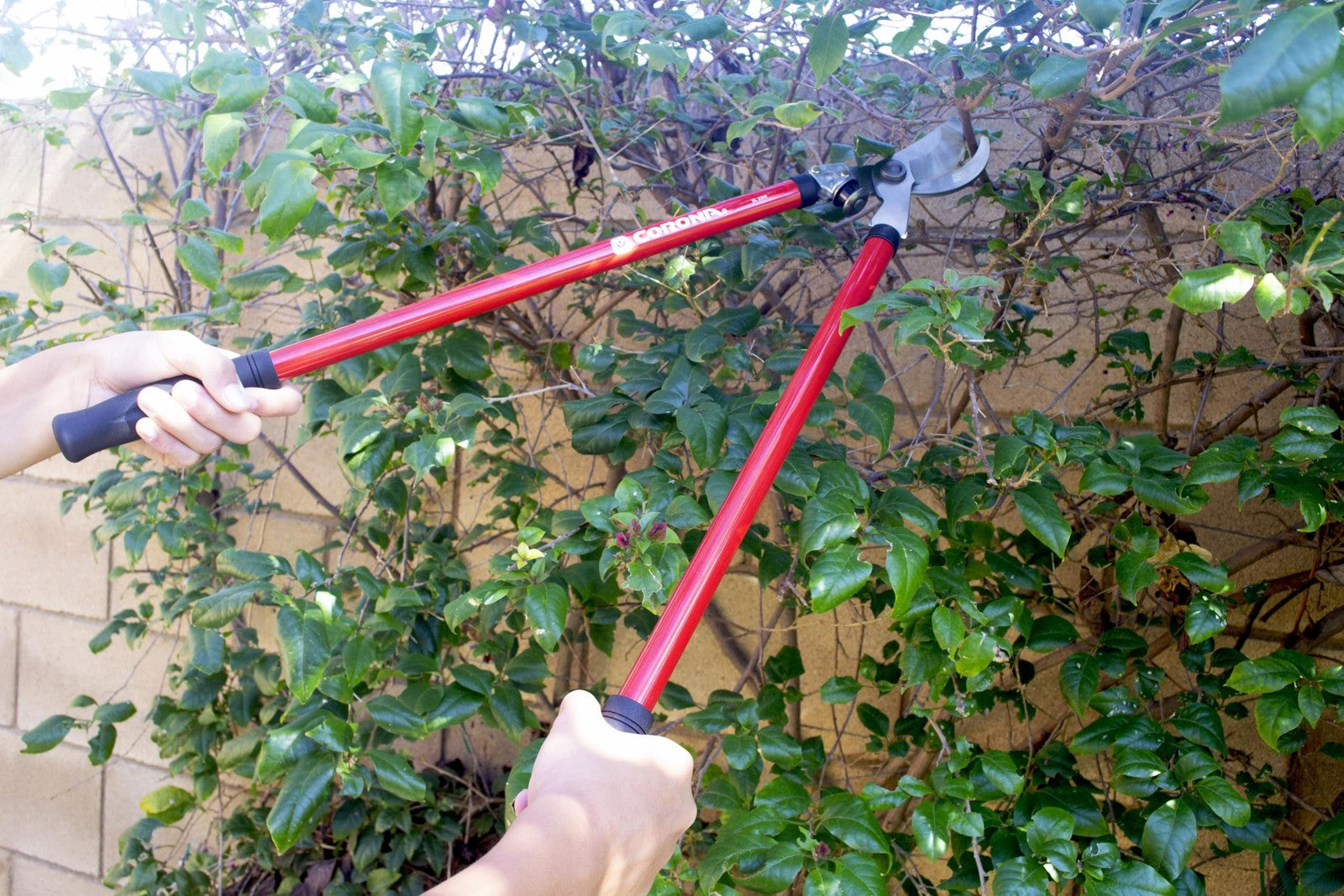 Corona SL 3310 Bypass Lopper with 24-inch steel handles and 1.5-inch cutting capacity for pruning branches.