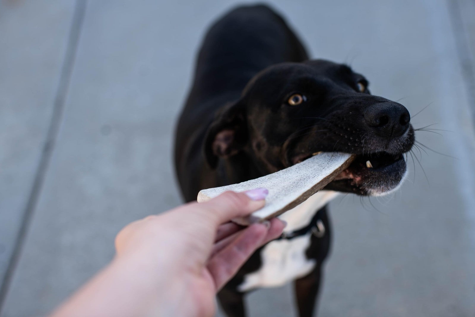 Hotspot Pets premium split elk antlers for dogs, 7-inch large dog chews, two natural, durable bone treats for dogs.