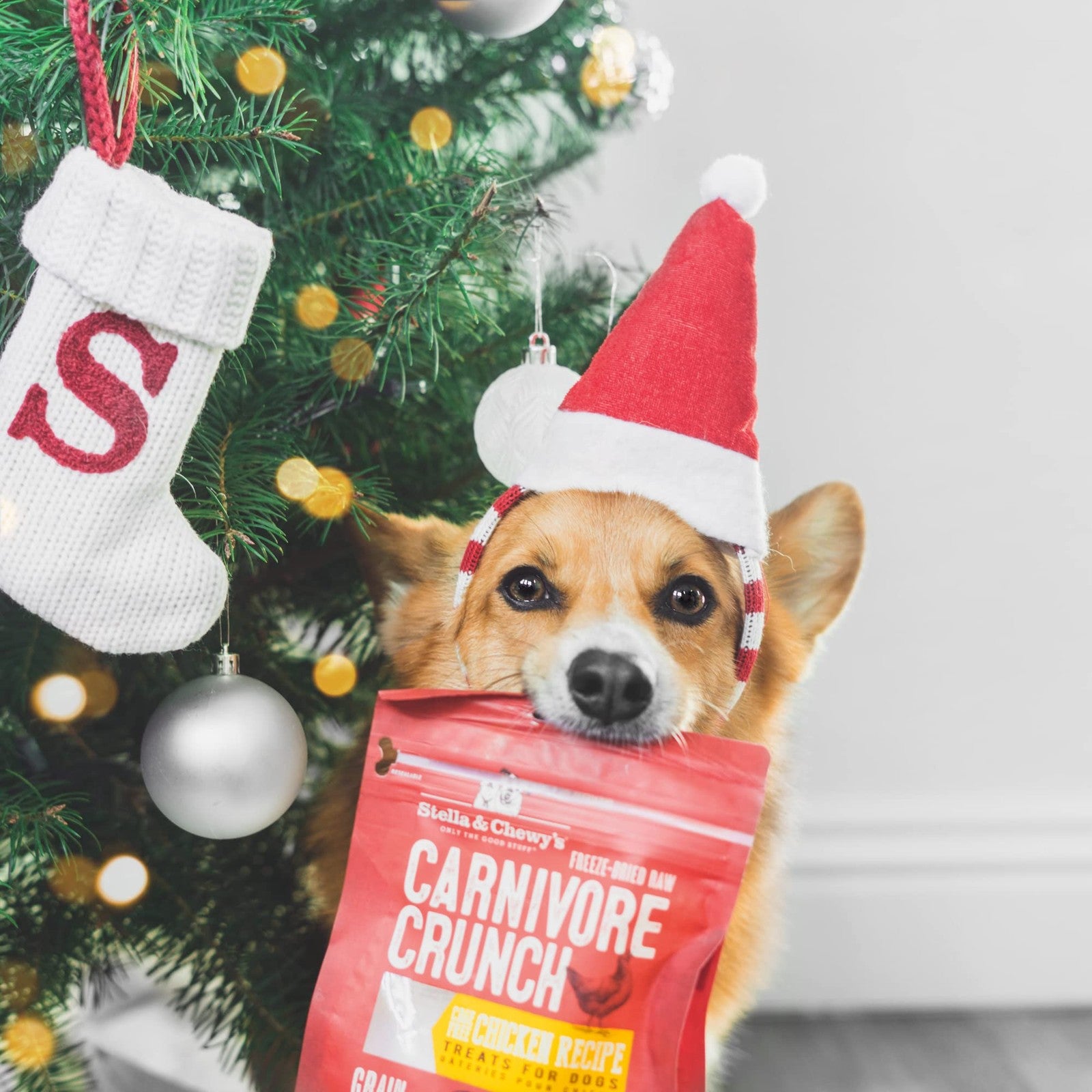 Stella & Chewy's Chicken Treats bundle with three packages of single protein dog treats on a white background.