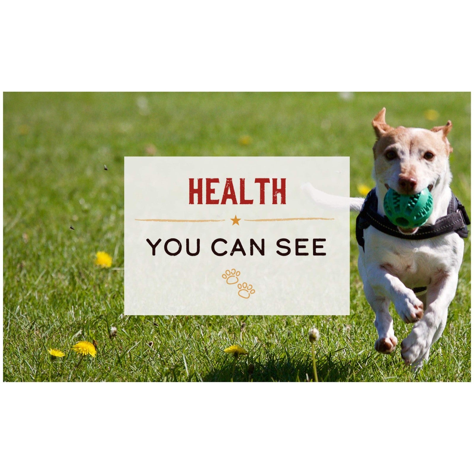 Canned Merrick Limited Ingredient Diet Healthy Grains wet dog food with chicken and brown rice in a metal bowl