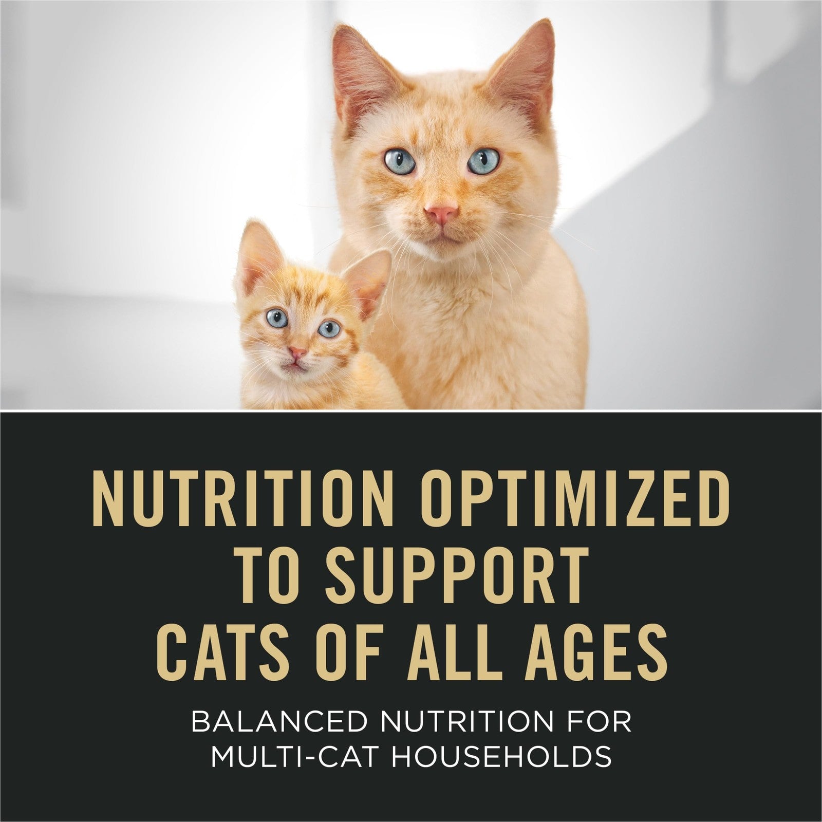 Assorted Purina Pro Plan wet cat food pates in a variety pack for all life stages with high protein content.