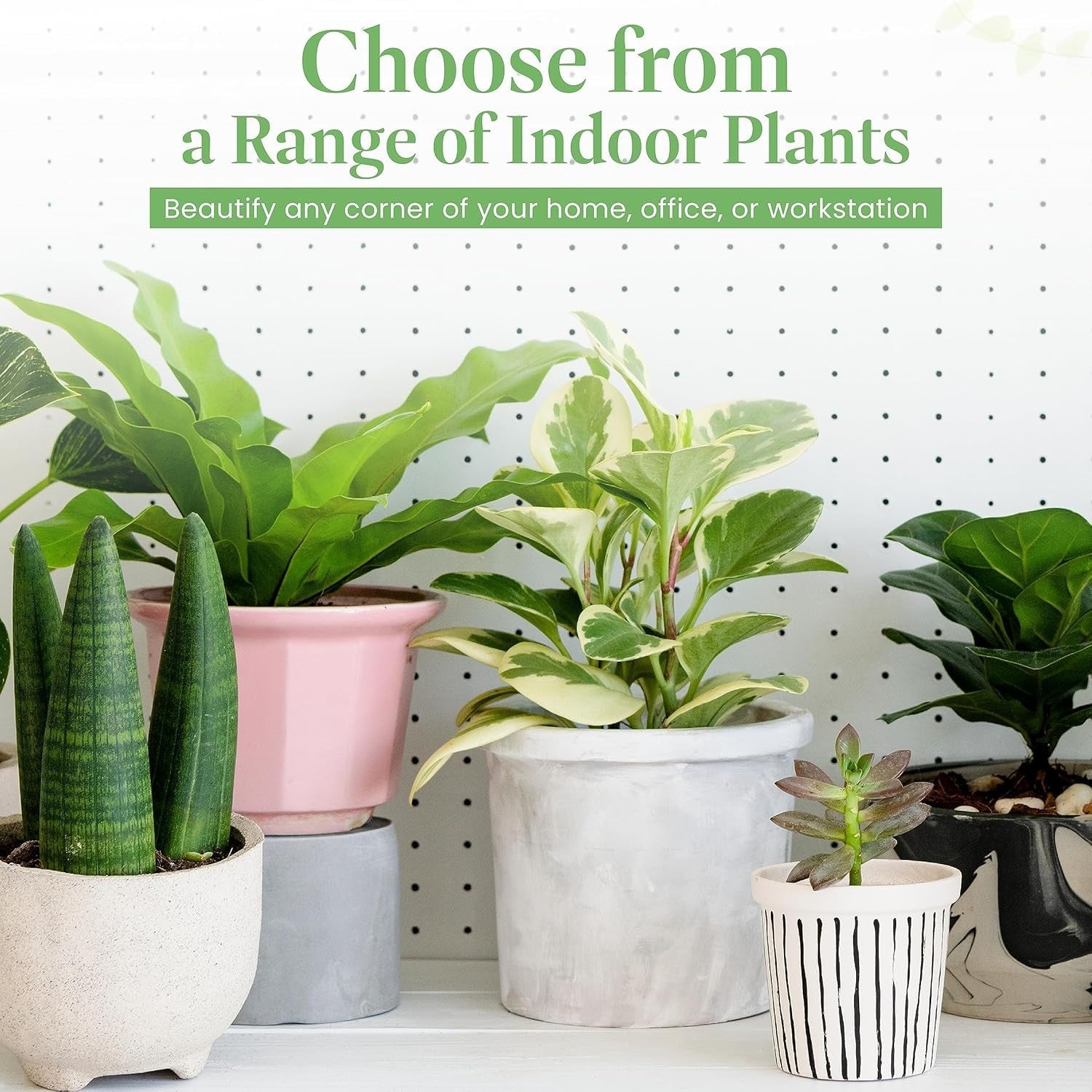 American Plant Exchange Peace Lily in a 4-inch pot, featuring lush green leaves and white spathes, live indoor houseplant.
