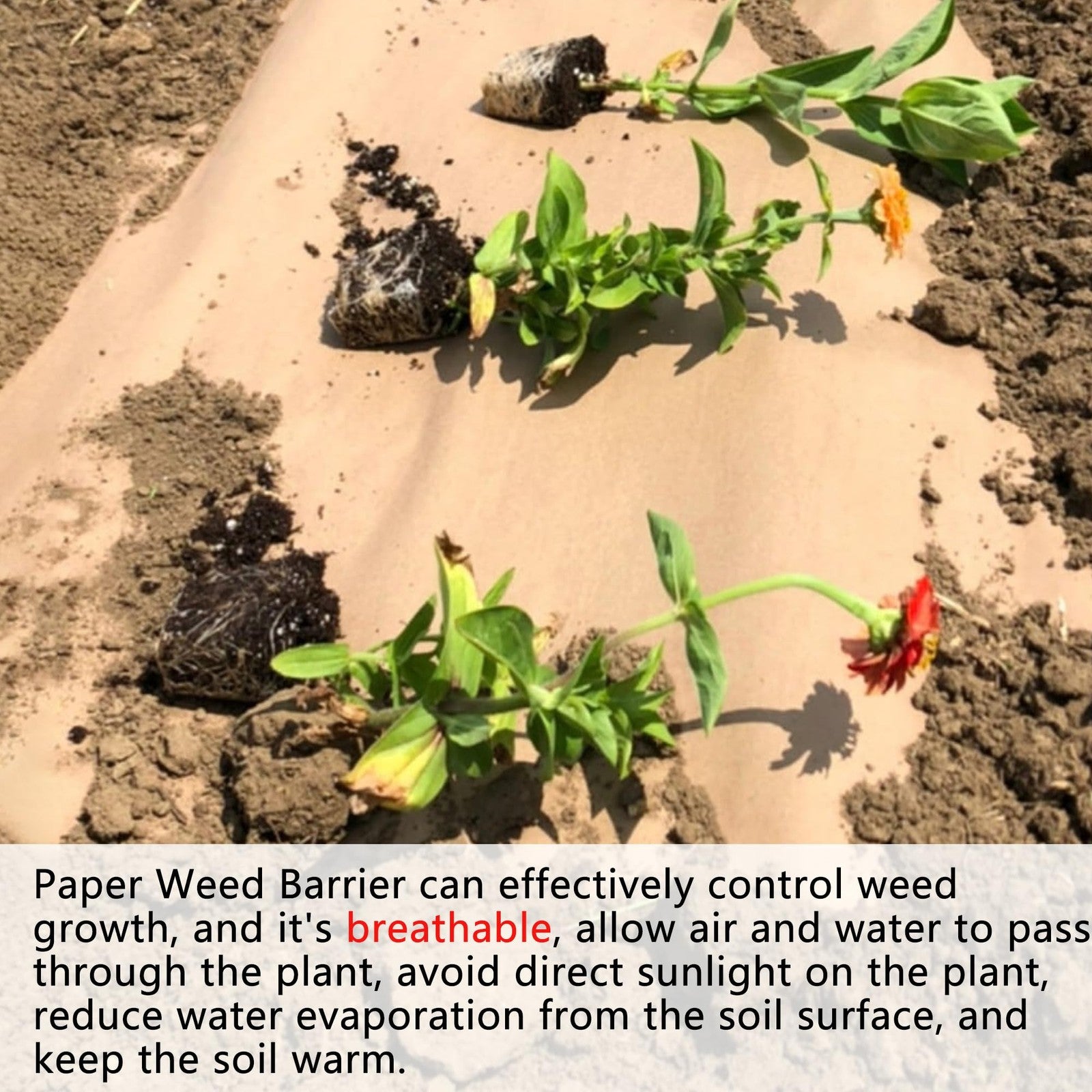 Heavy-duty biodegradable weed barrier garden paper by Agegomic, shown laid out for weed control in a garden.