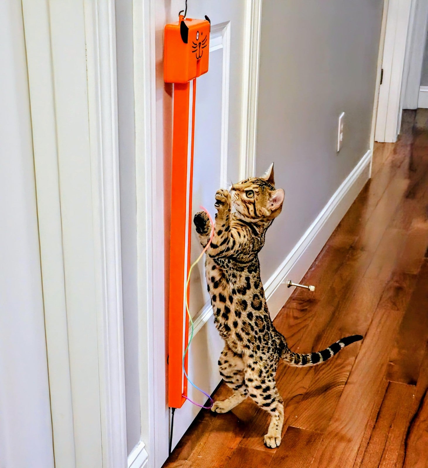 Moody Pet Fling-AMA-String cat toy with colorful feather and string for interactive play with cats.