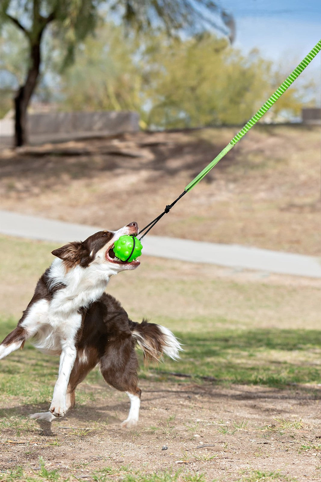 Jolly Pets Green Tree Tugger dog toy with sturdy rope and handle, perfect for tug-of-war and interactive play for dogs.