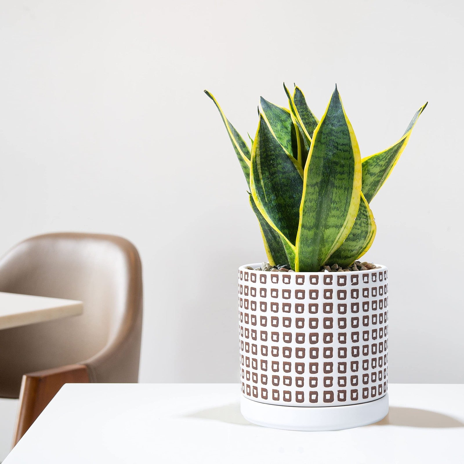 D'vine Dev set of 2 6-inch ceramic planter pots with drainage holes and saucers for indoor plants.