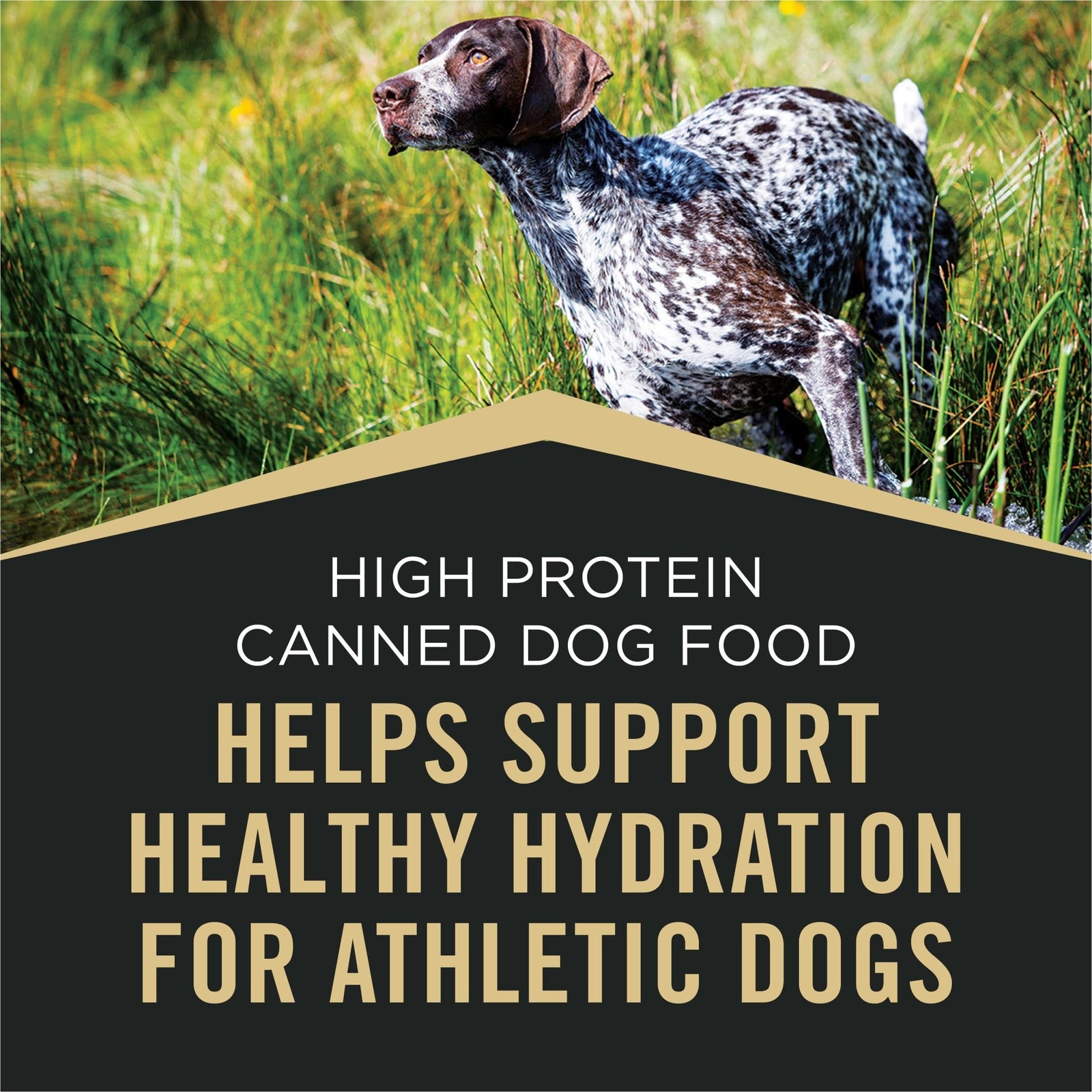 Cans of Purina Pro Plan Sport wet dog food with salmon and cod, high-protein formula in a 12-pack, 13oz each