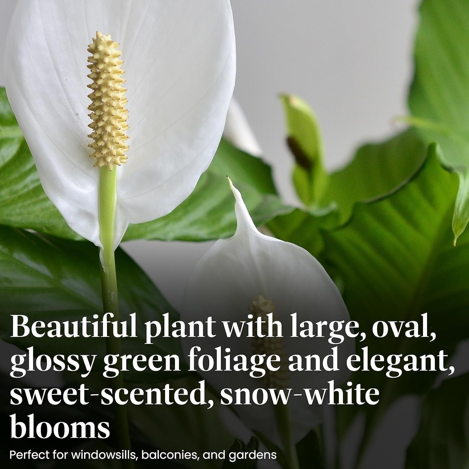 Pair of Peace Lily live plants in 4-inch pots, low light houseplants with easy care from American Plant Exchange.