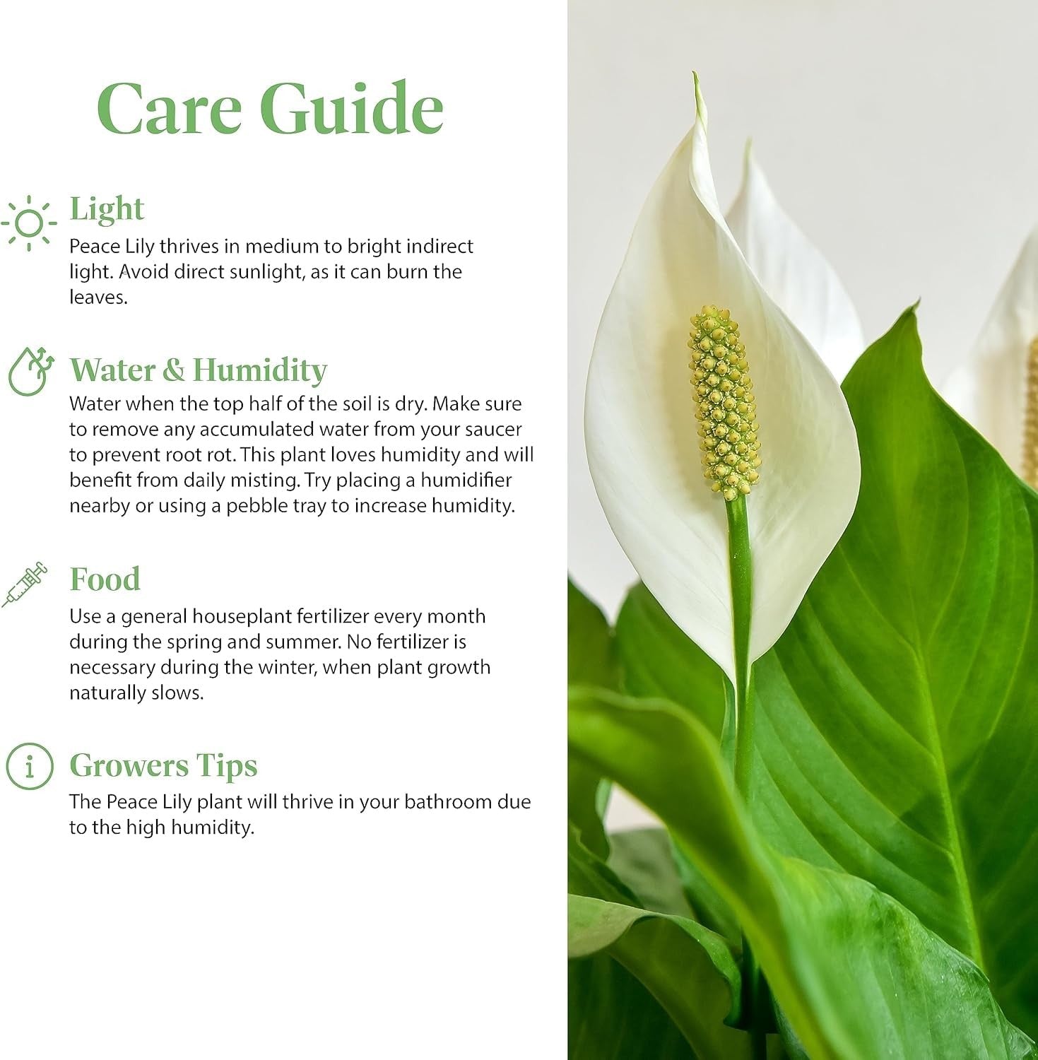 Healthy American Plant Exchange Peace Lily in a 4-inch pot with lush green leaves and white flowers, perfect for home decor.