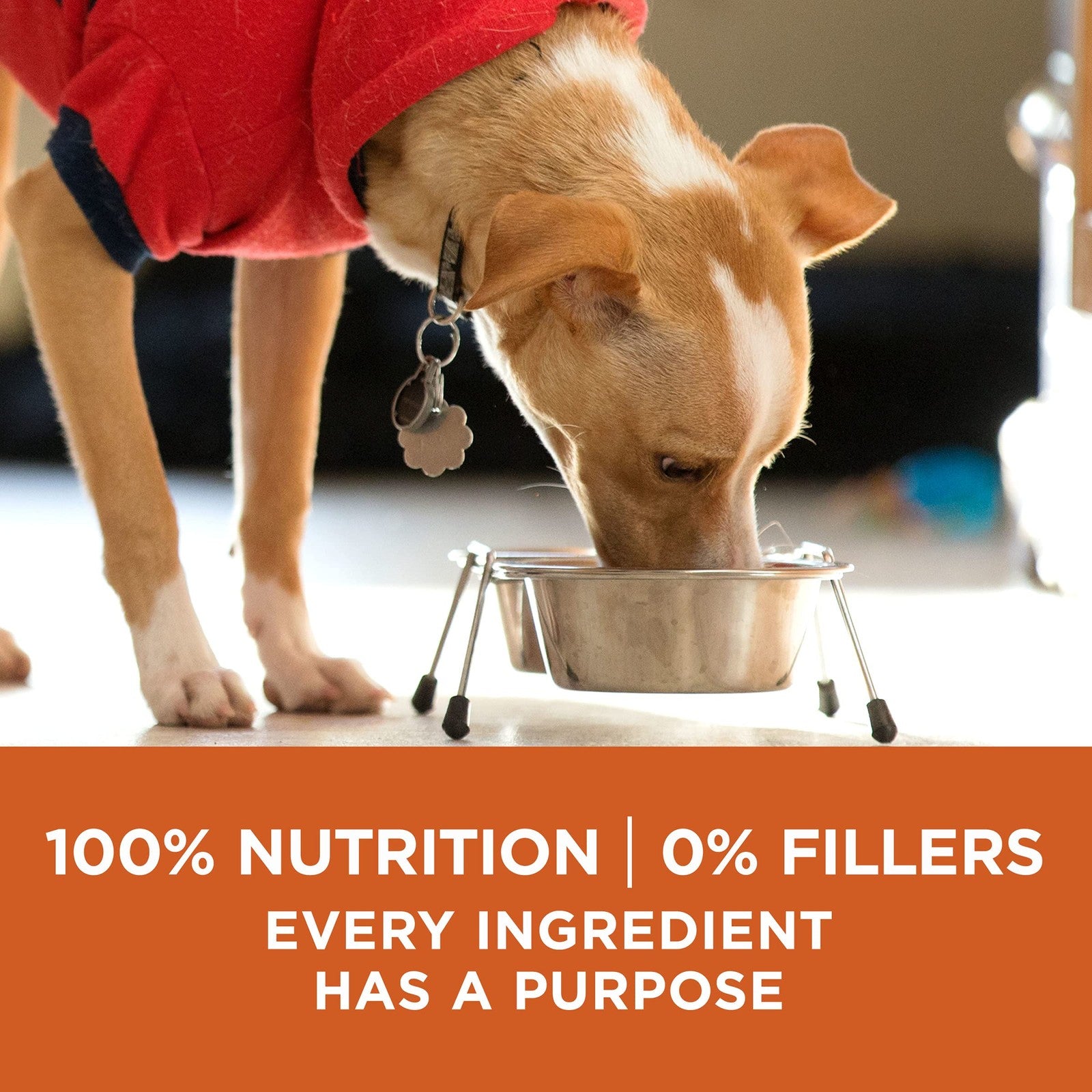 Bag of Purina ONE +Plus Healthy Weight High-Protein Dry Dog Food showing the product packaging with branding and weight information.