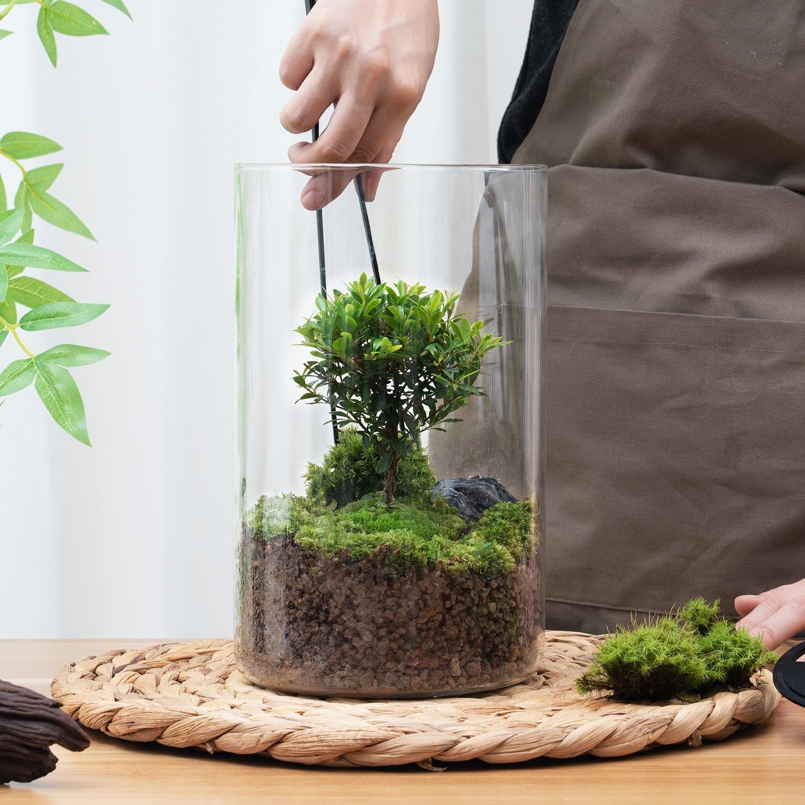 AREPK desktop glass plant terrarium with grow light, 9.8 inches tall and 5.9 inches diameter, suitable for succulents and small plants.