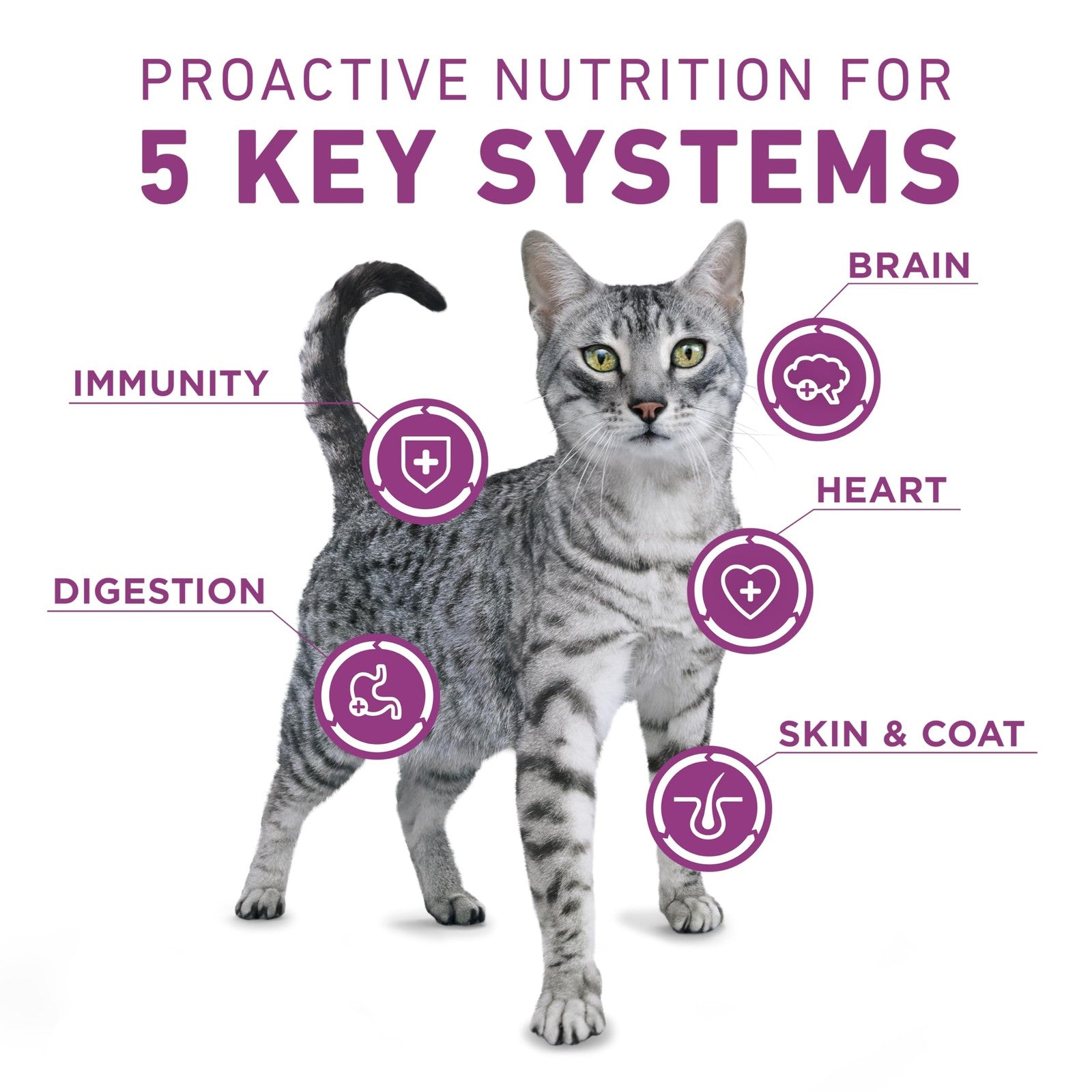 Bag of Purina ONE+ Whole Body Support Chicken Dry Cat Food, 16 lb, showing cat food kibble and packaging.