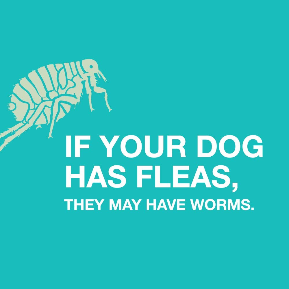 Elanco Tapeworm Dewormer Praziquantel tablets for dogs and puppies, showing a pack of five tablets on a white background.