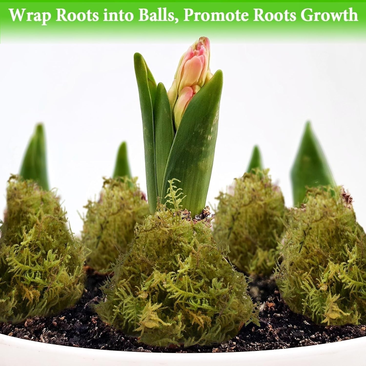 Halatool 5.5LB green natural sphagnum moss for orchids and potted plants, shown in a clear image with moss texture.