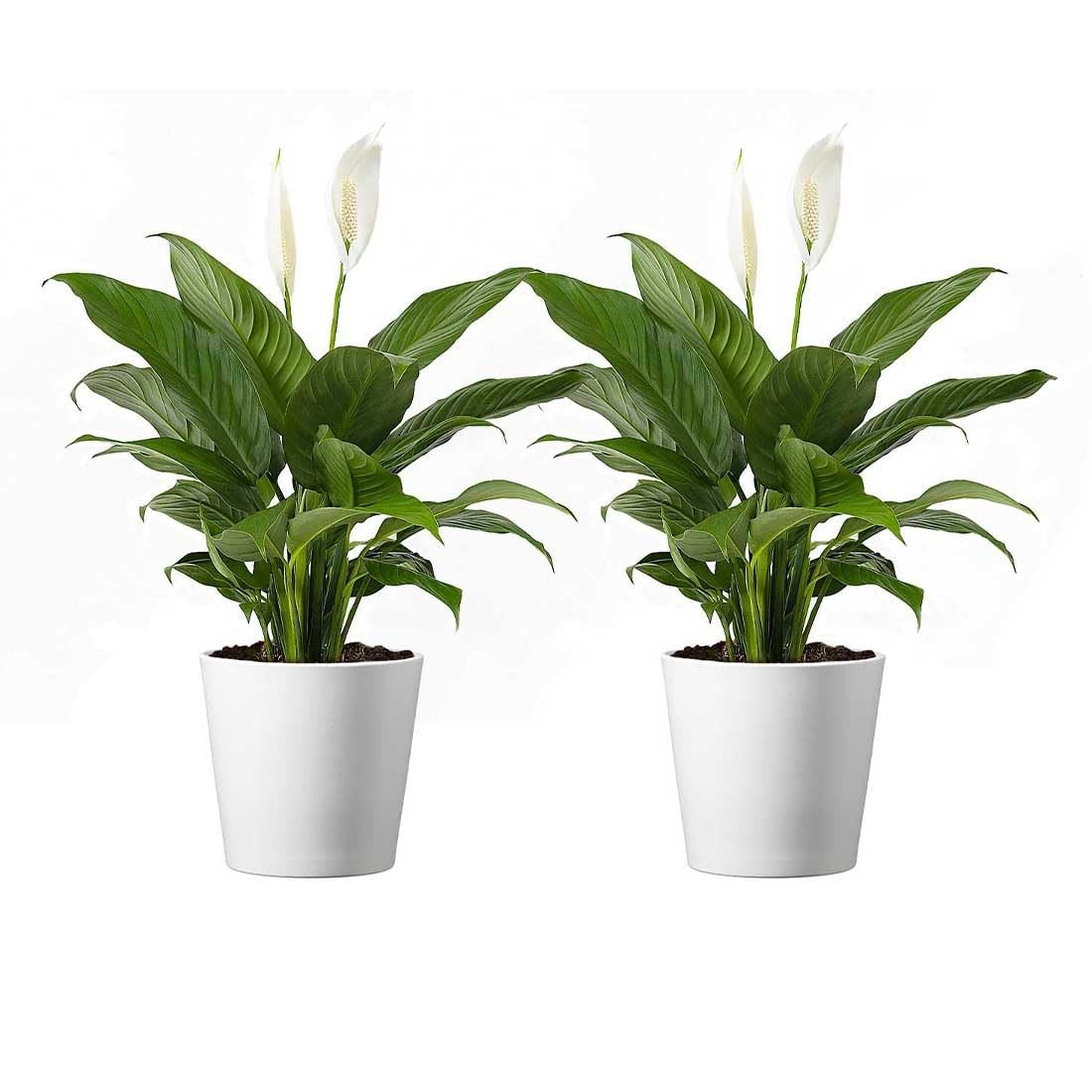 Two Peace Lily live plants in 4-inch pots, easy care low light houseplants by American Plant Exchange, shown in a natural indoor setting.