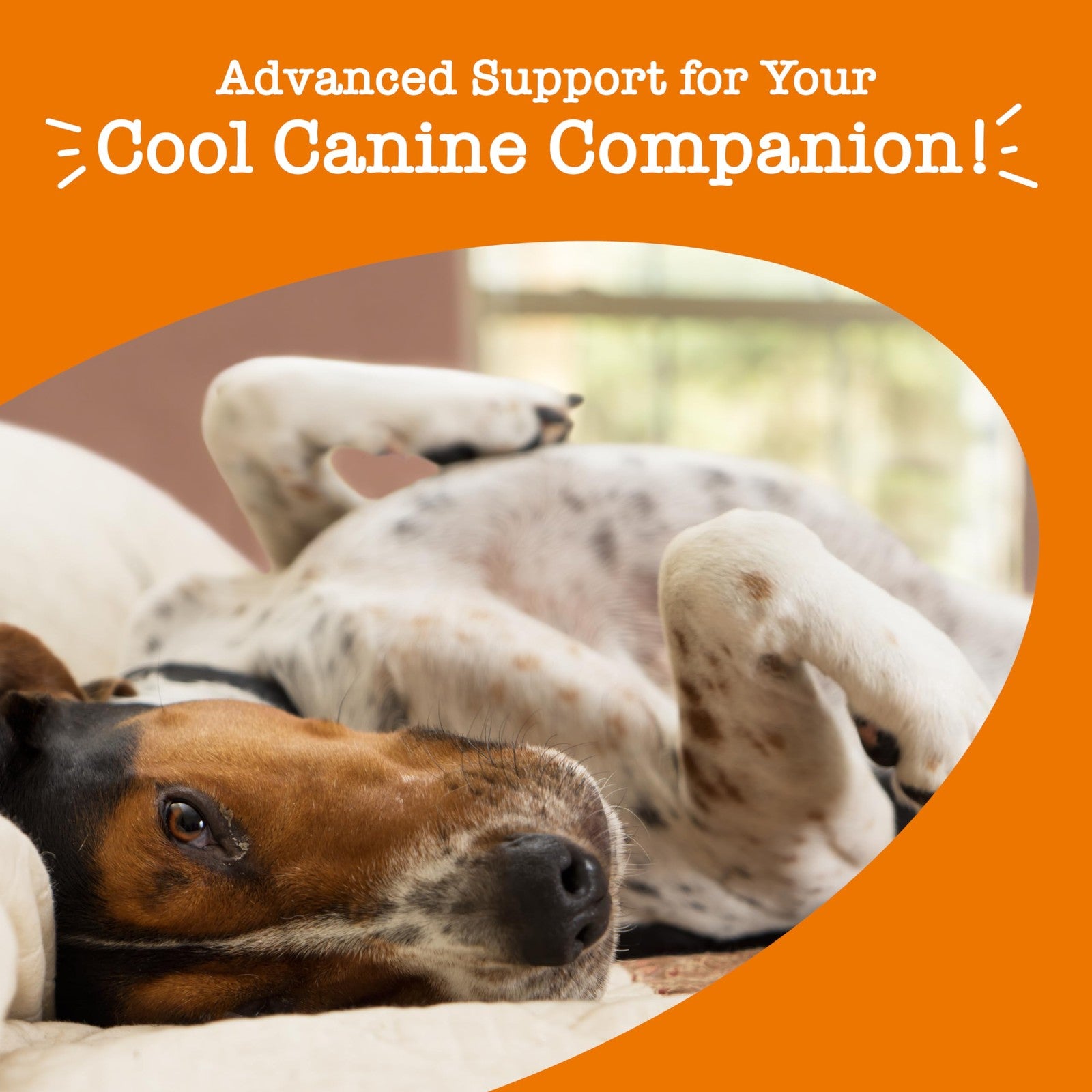 Zesty Paws Advanced Calming Soft Chews for dogs, featuring natural ingredients for relaxation and stress relief.