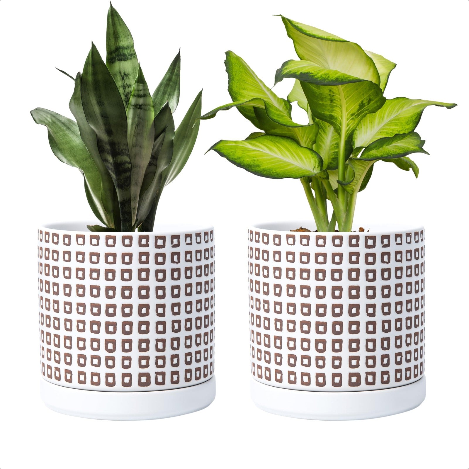 D'vine Dev ceramic planter pots with drainage holes and saucers, 6 inch size, suitable for indoor plants and decorative gardening.