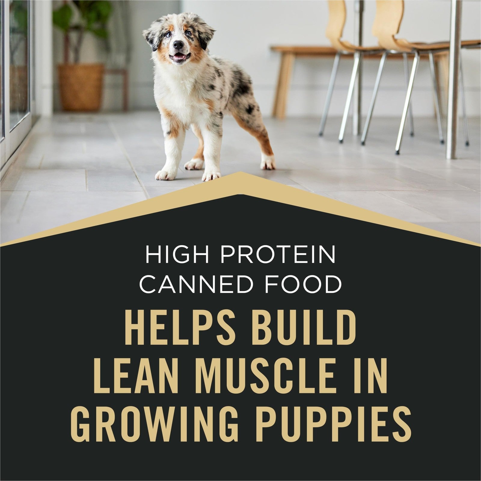Canned Purina Pro Plan Sport high protein puppy food with beef, rice, and chicken in a pet food bowl.