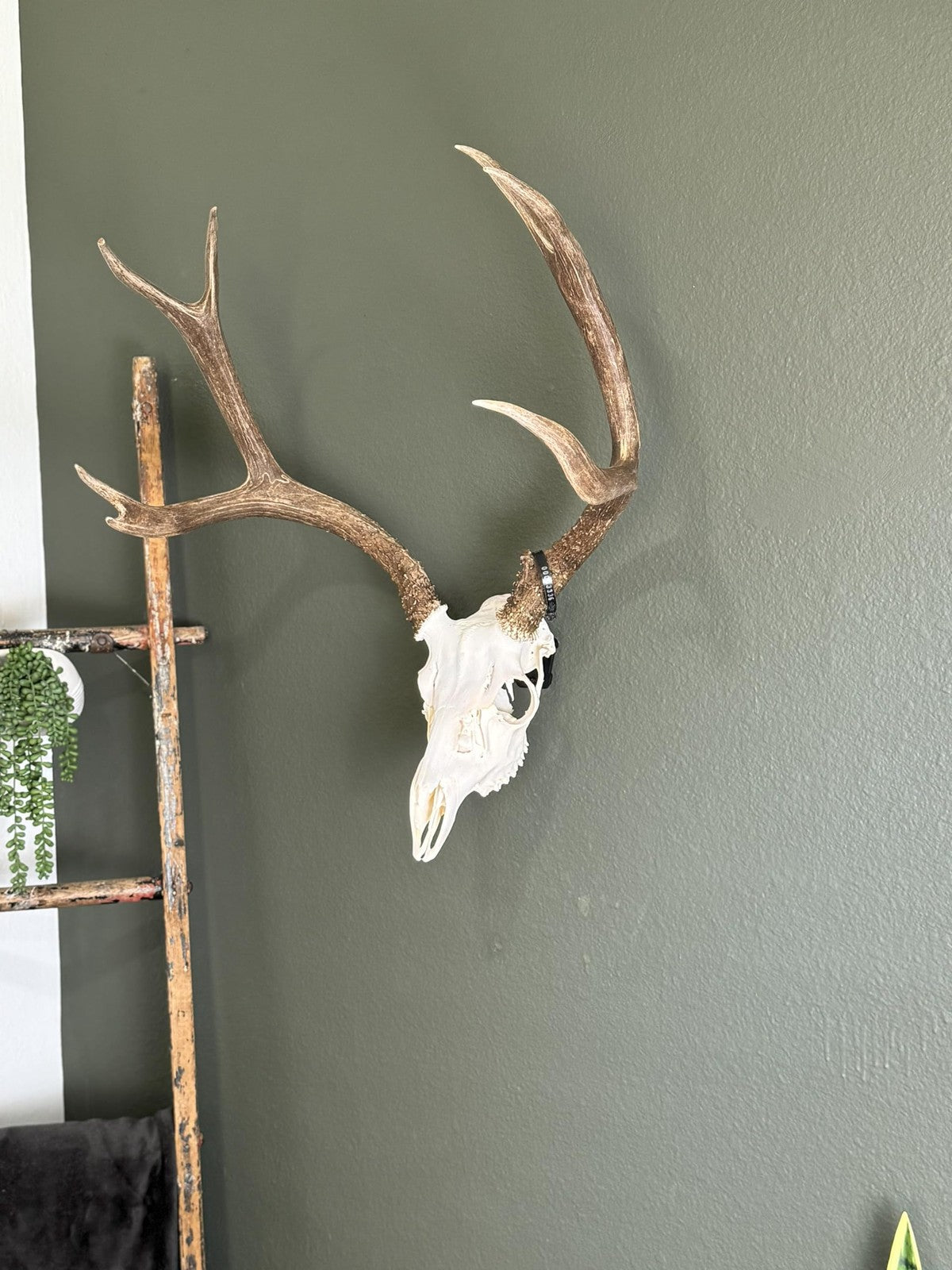 Prized Possessions sturdy European mount skull hanger, low profile design, ideal for displaying animal skulls or antlers.