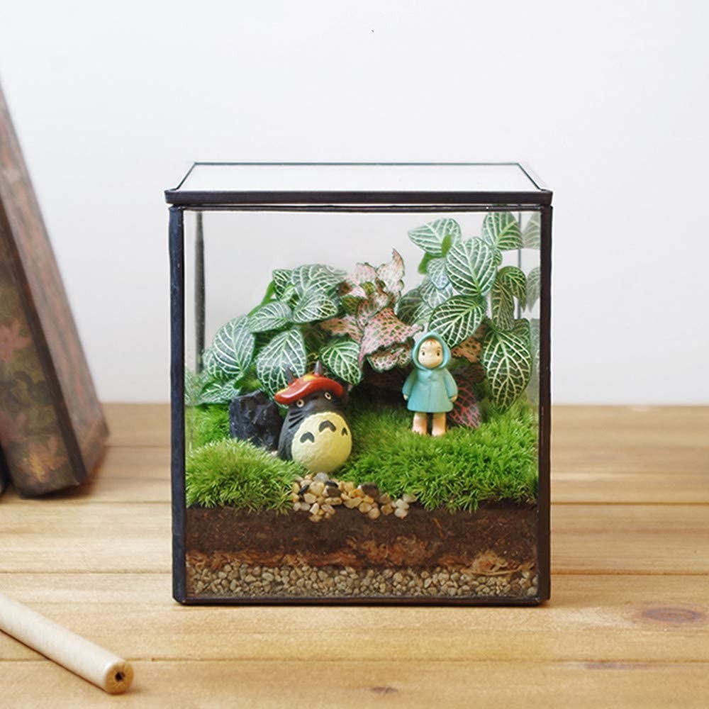 Small square glass terrarium from Libproqia, featuring a geometric clear design for indoor plant display.