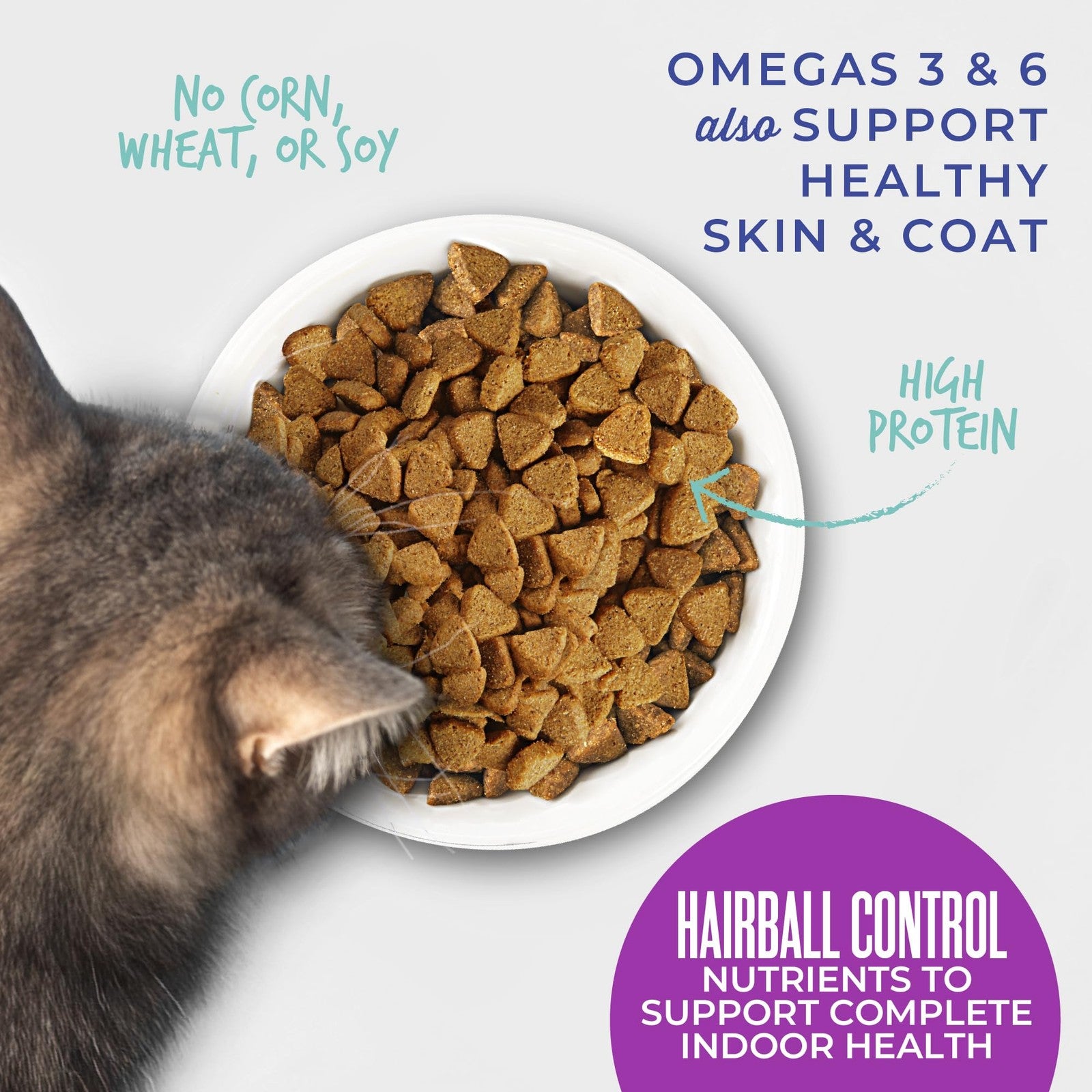 Tiki Cat Born Carnivore Hairball Control Chicken dry cat food in a 6 lb bag, featuring kibble designed for hairball reduction and feline health.