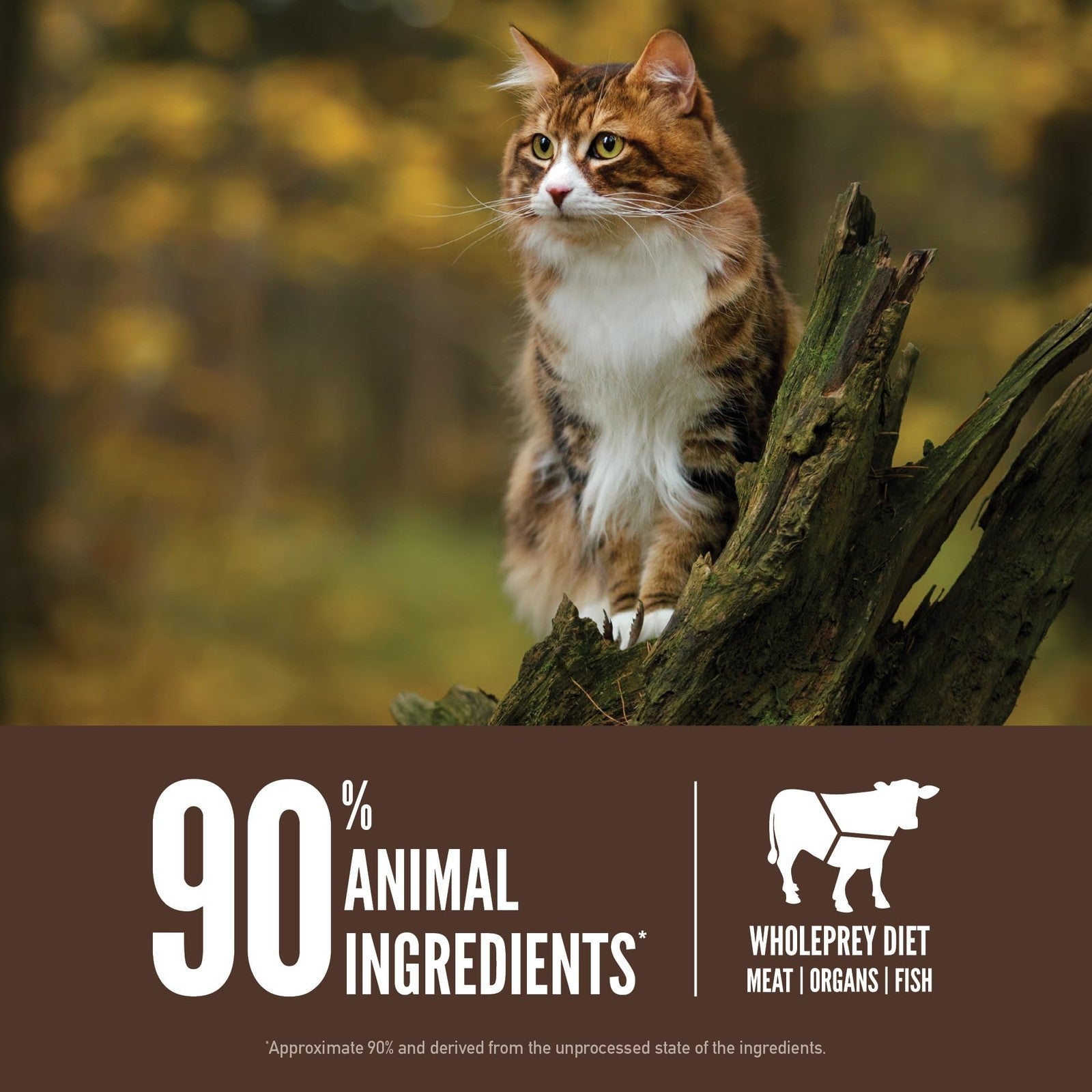ORIJEN Grain-Free High Protein Dry Cat Food Regional Red Recipe in a 4lb bag, featuring natural ingredients and premium quality for cats.