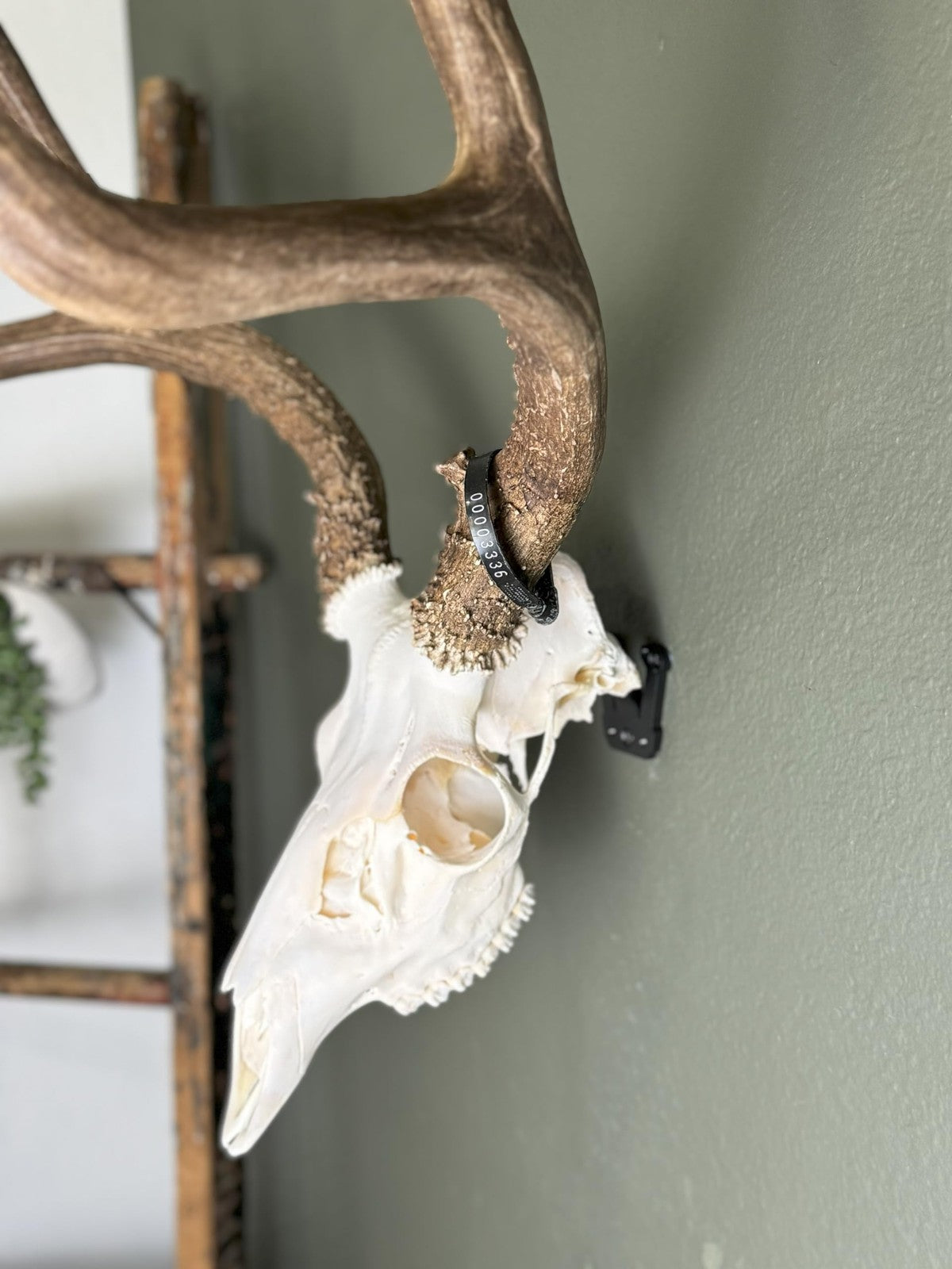 Prized Possessions sturdy European mount skull hanger with low profile design, ideal for displaying mounted animal skulls.