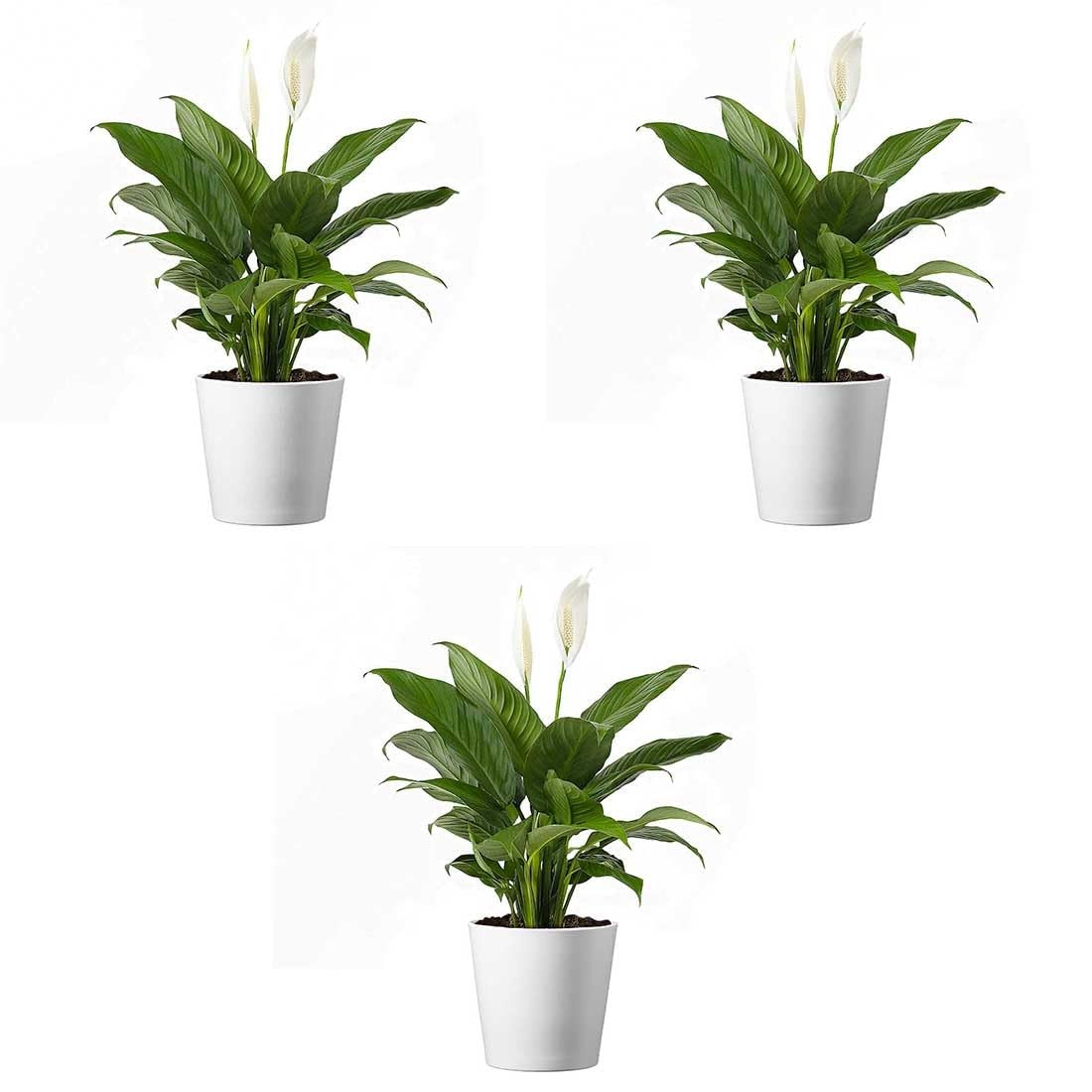 American Plant Exchange Peace Lily in a 4-inch pot, vibrant green live Spathiphyllum plant with white flowers on lush foliage.