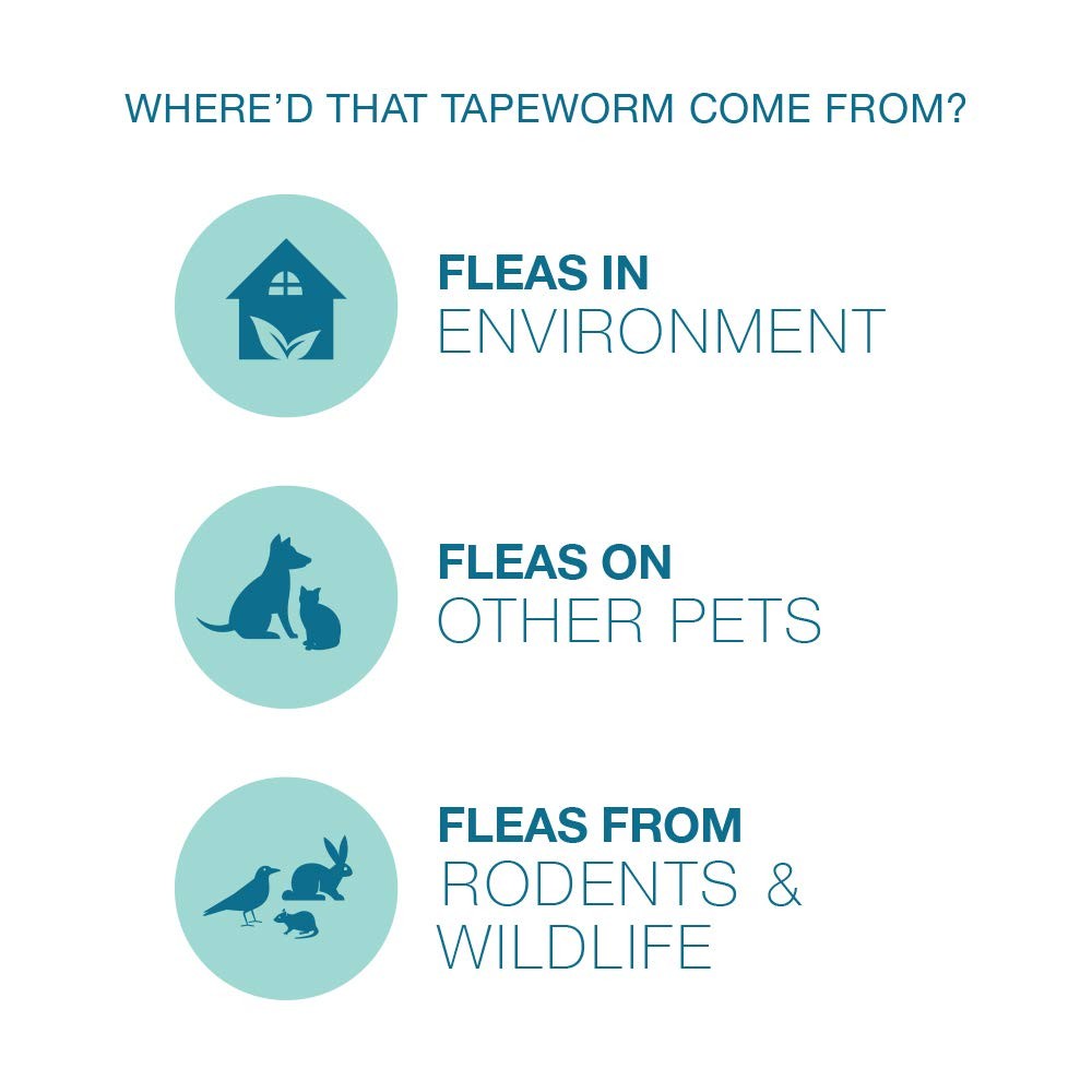 Elanco Tapeworm Dewormer Praziquantel tablets for dogs and puppies, 5-count package, showing the blister pack with tablets.