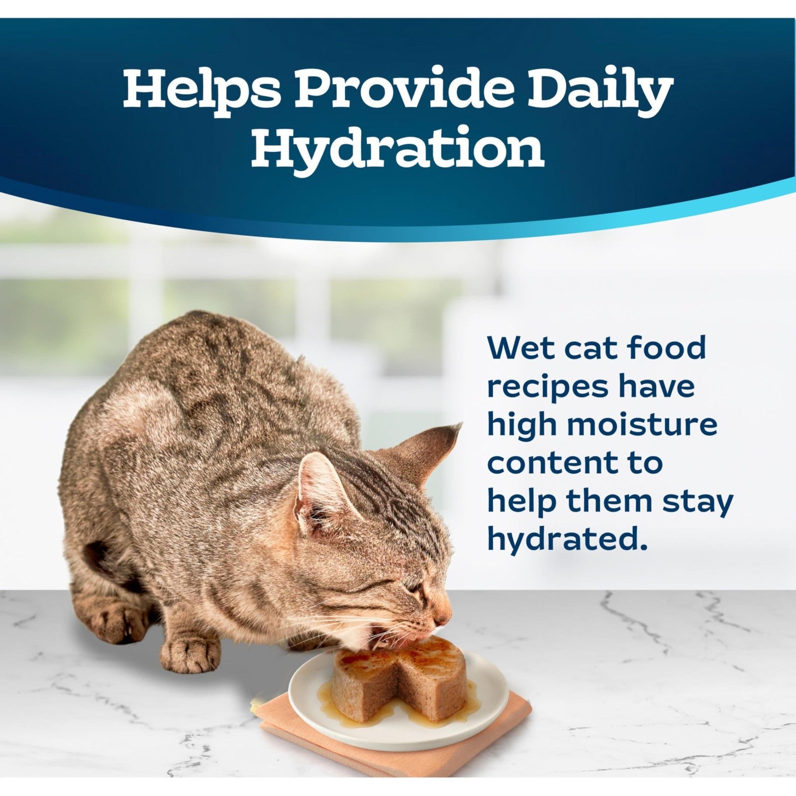 Blue Buffalo Tastefuls wet cat food paté in ocean flavor, made with natural ingredients, served in a bowl with cat food.