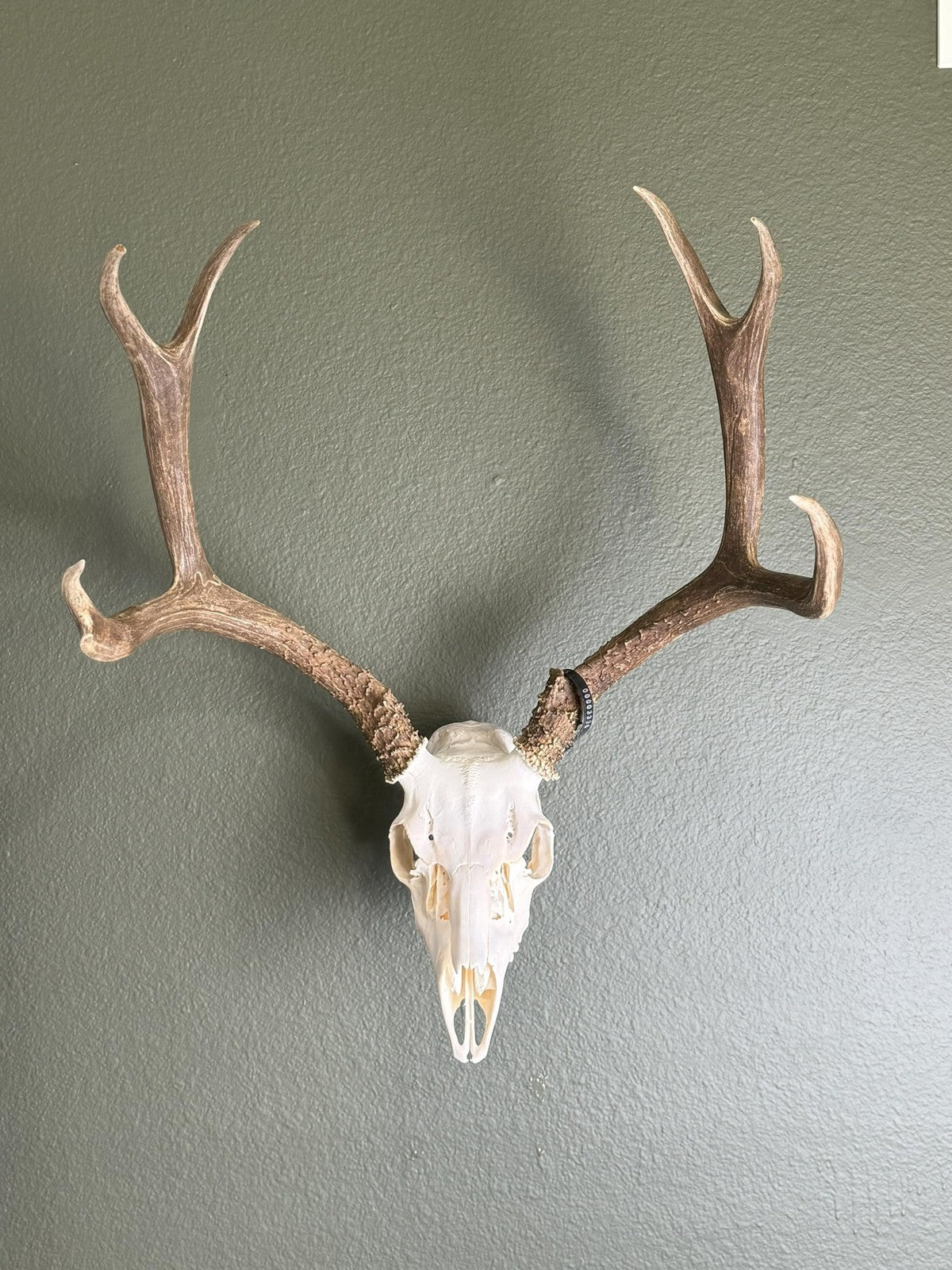 Prized Possessions European mount skull hanger, sturdy low profile wall mount for displaying animal skulls, USA made.