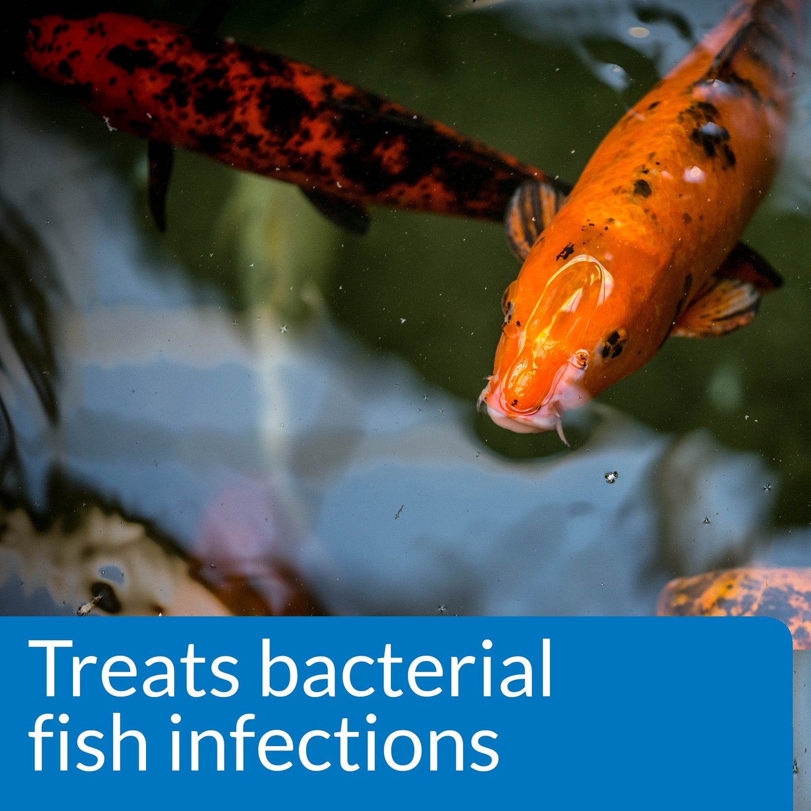 API Pond Melafix fish infection remedy in a 64-ounce black bottle, used for treating pond fish health issues.