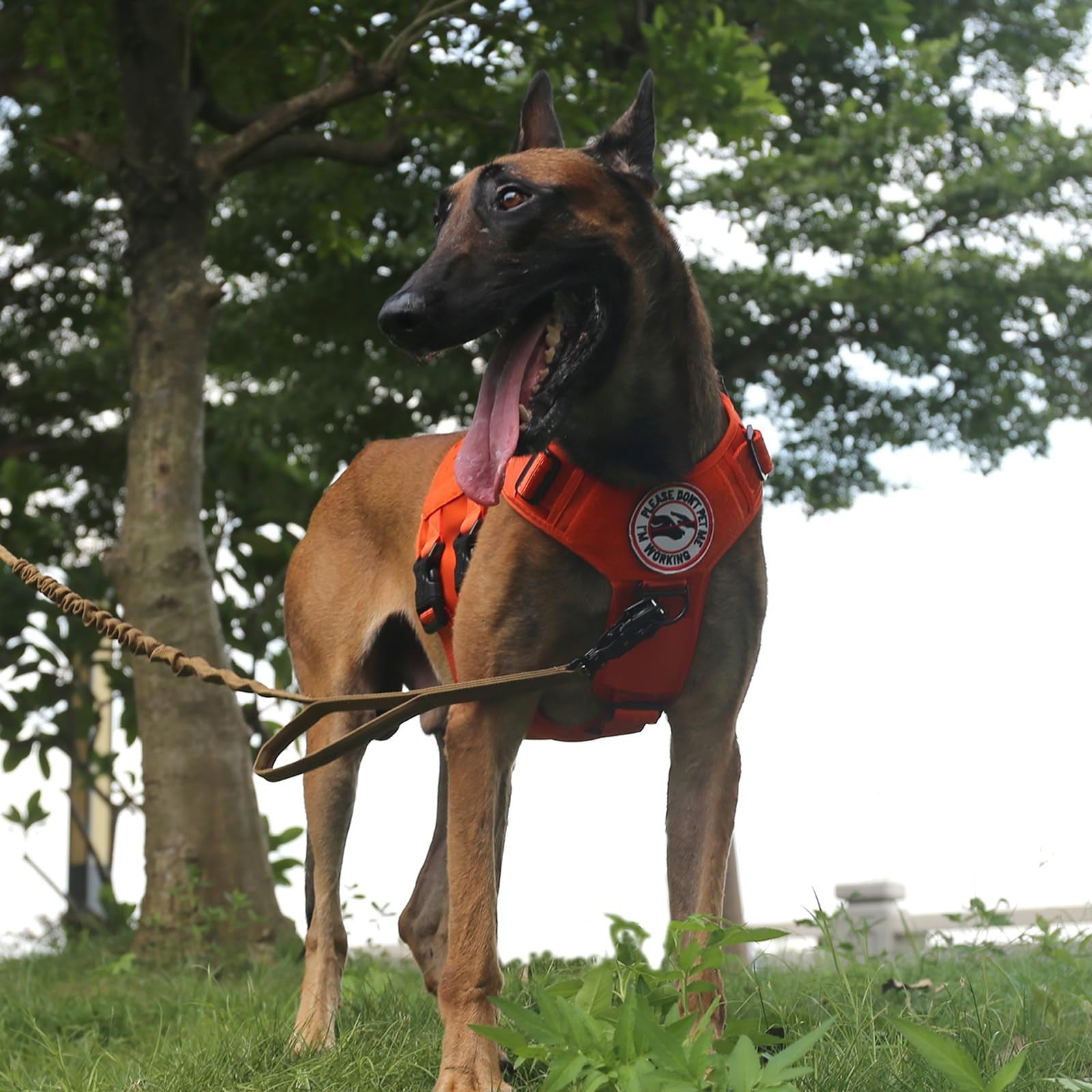 Icefang Gn3 tactical dog harness with Molle vest, buckled straps, and handle, designed for 3/4 body size, black color.