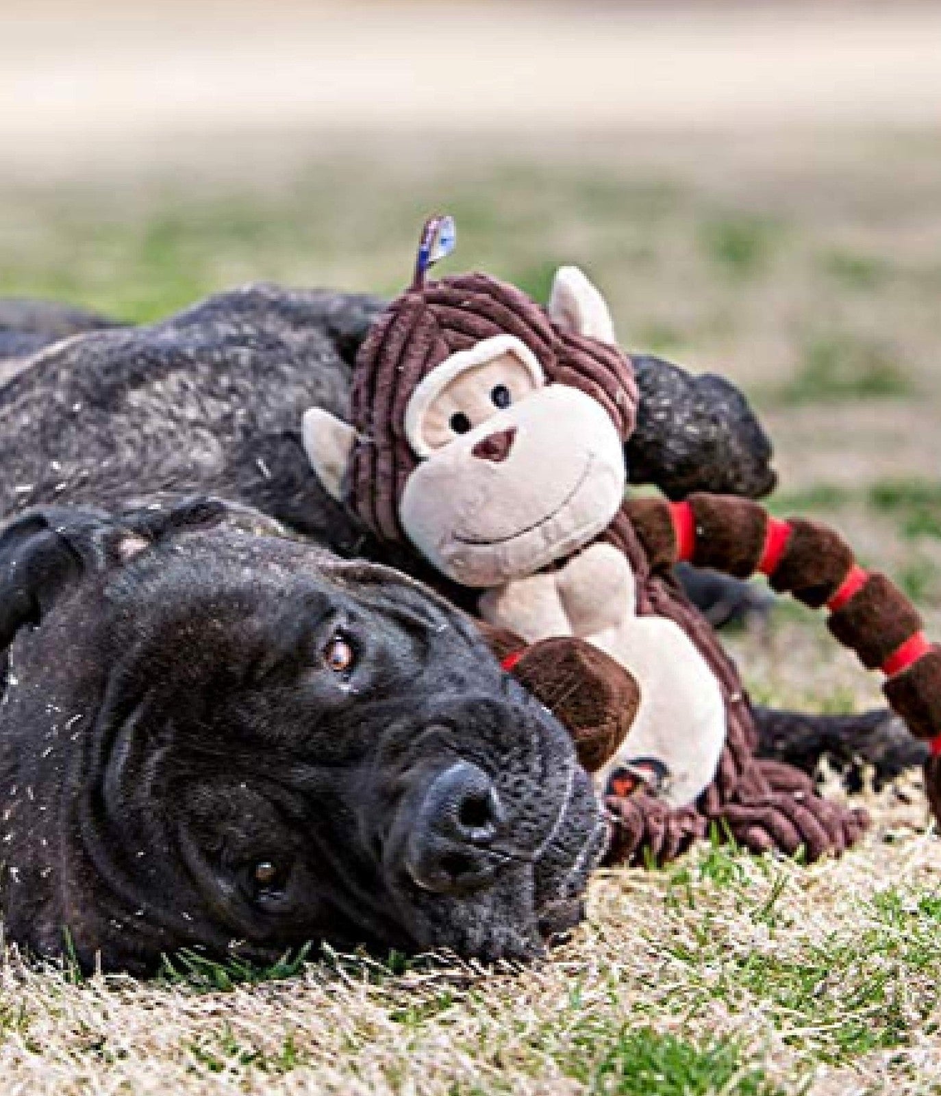 Outward Hound Thunda Tugga Cow plush and squeaky dog tug toy, pack of 2, featuring soft fabric and squeaker for chewing fun.
