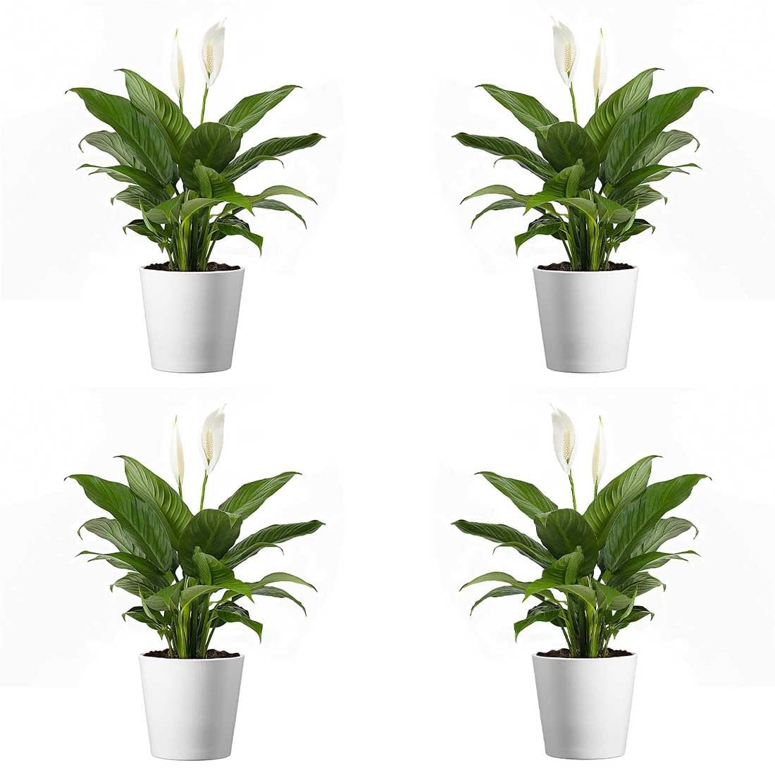 Healthy Peace Lily plant in a 4-inch pot with lush green leaves, perfect for indoor decoration from American Plant Exchange.