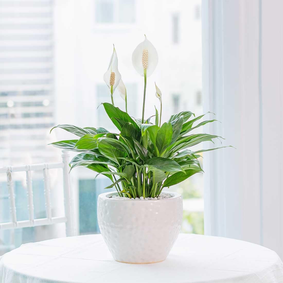 Two American Plant Exchange Peace Lily live plants in 4-inch pots, showcasing lush green foliage perfect for low light indoor areas.
