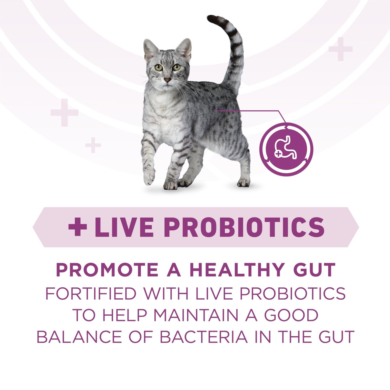 Dry cat food bag labeled Purina ONE+ Whole Body Support Chicken, 16 lb, featuring an image of a healthy, content cat.