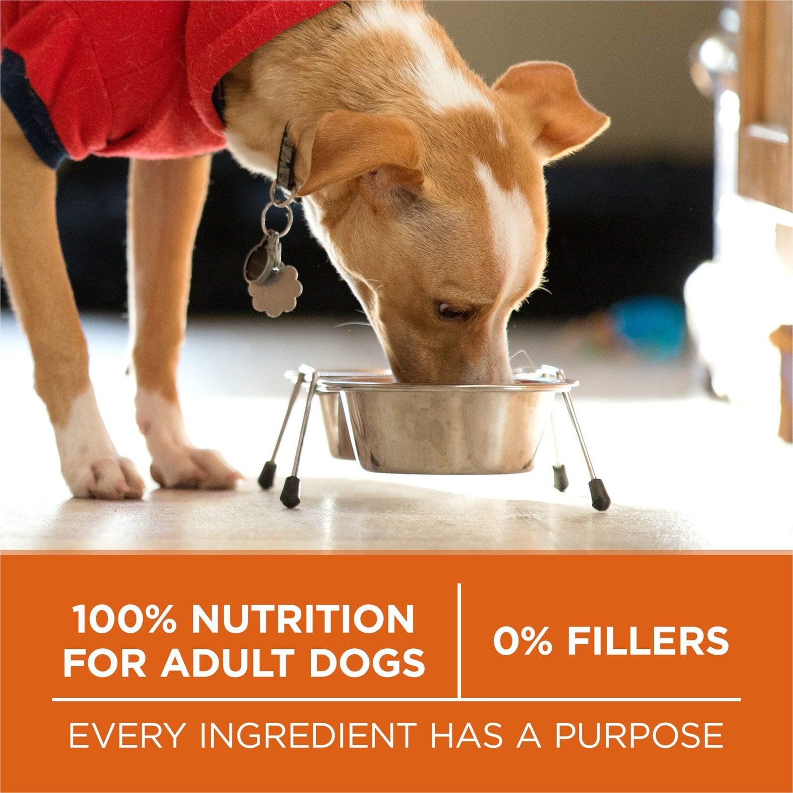 Bag of Purina ONE Healthy Weight high-protein dry dog food for weight management, 31.1 lb size, showing the product packaging.