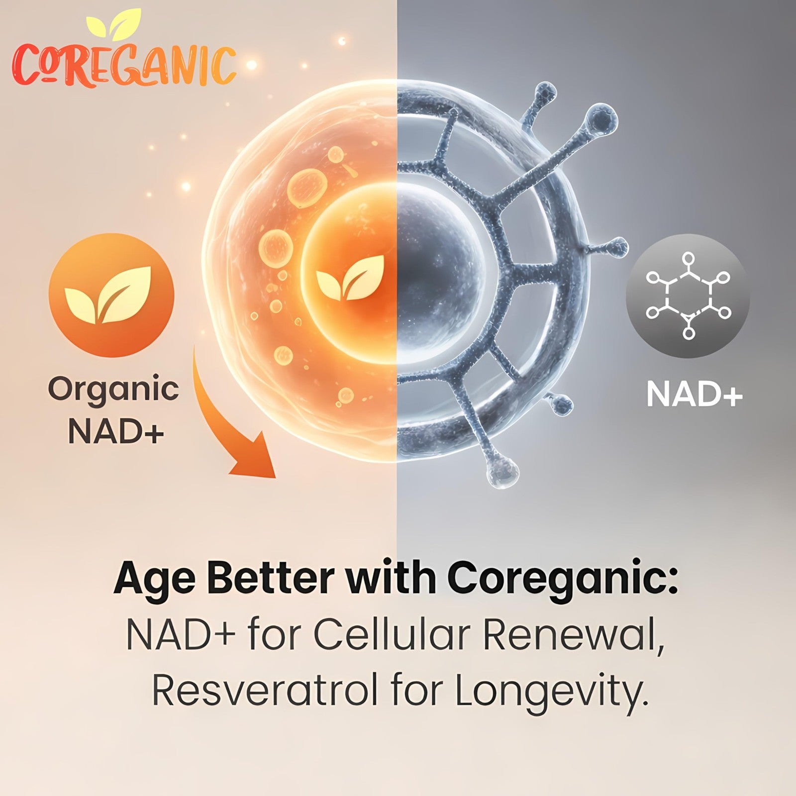 Bottle of Coreganic Clean Nad Support with 400mg Nicotinamide Riboside and organic Resveratrol supplement capsules.