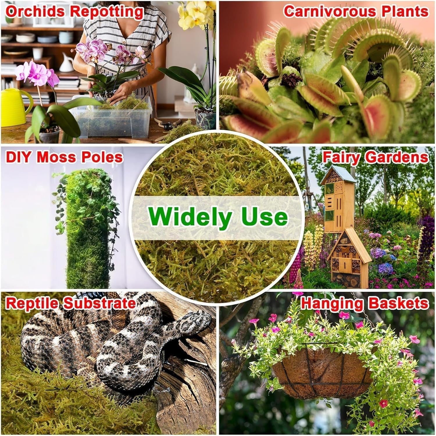 Halatool 5.5LB green natural sphagnum moss for orchids and potted plants, showing fresh moss in a container.