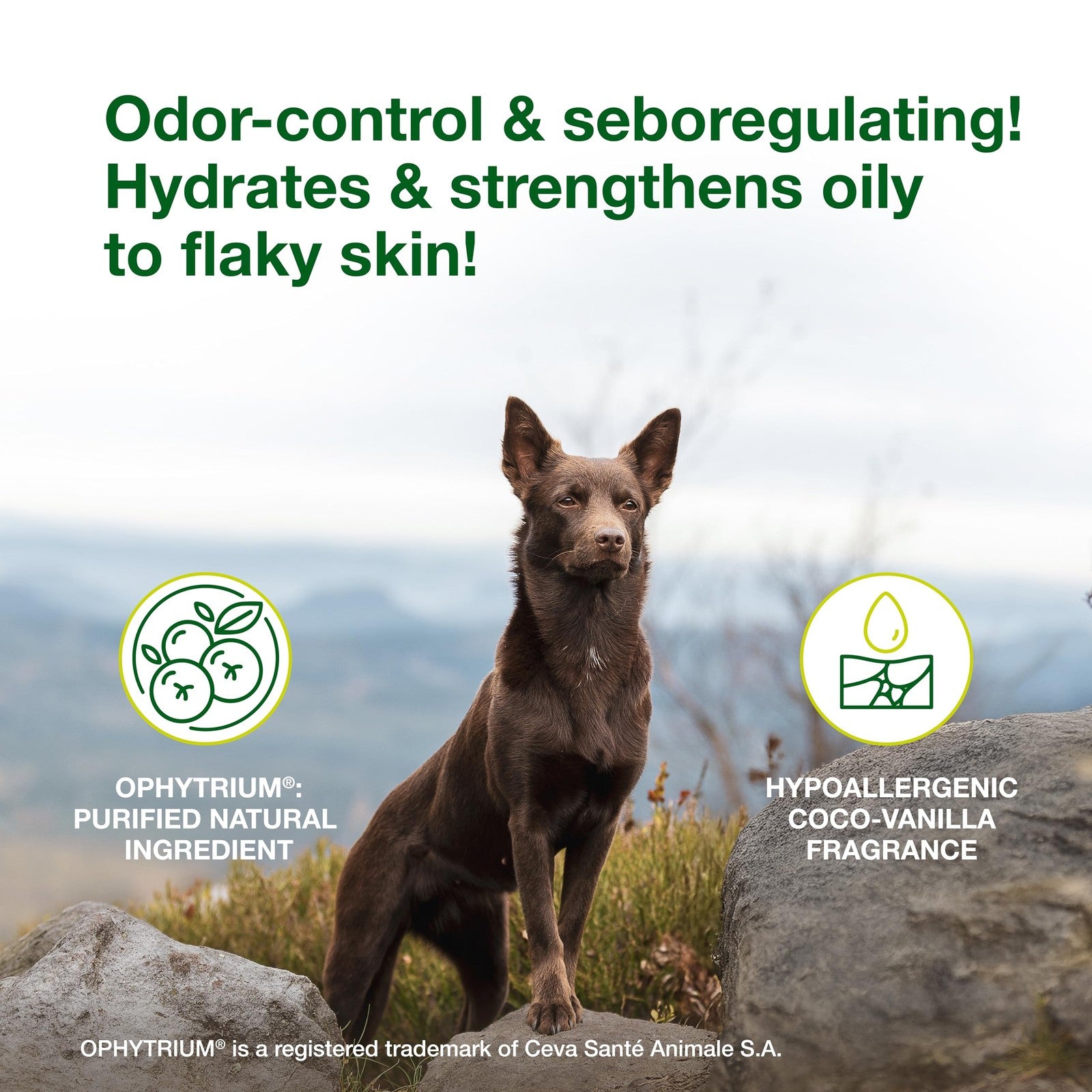 Douxo S3 Seb Shampoo bottle with label showing 0.5% Ophytrium for odor control and seboregulating benefits