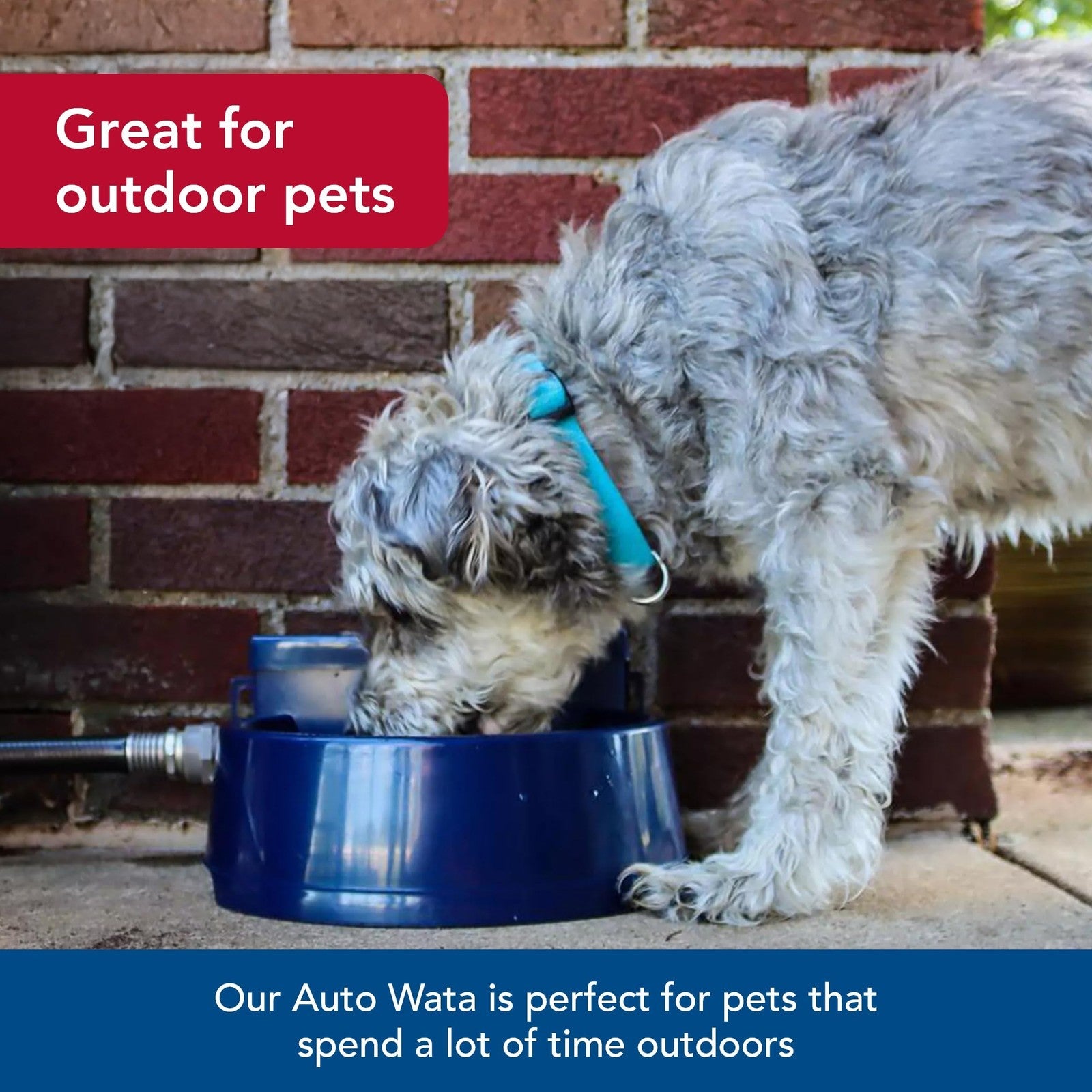 Coastal Pet Bergan Auto-Wata outdoor dog and cat water dispenser with automatic water flow and spill-proof design.