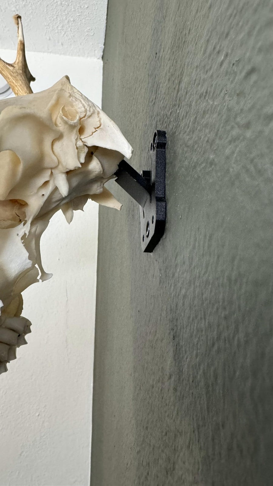 Prized Possessions European mount skull hanger, sturdy low-profile wall mount for displaying animal skulls, USA made.