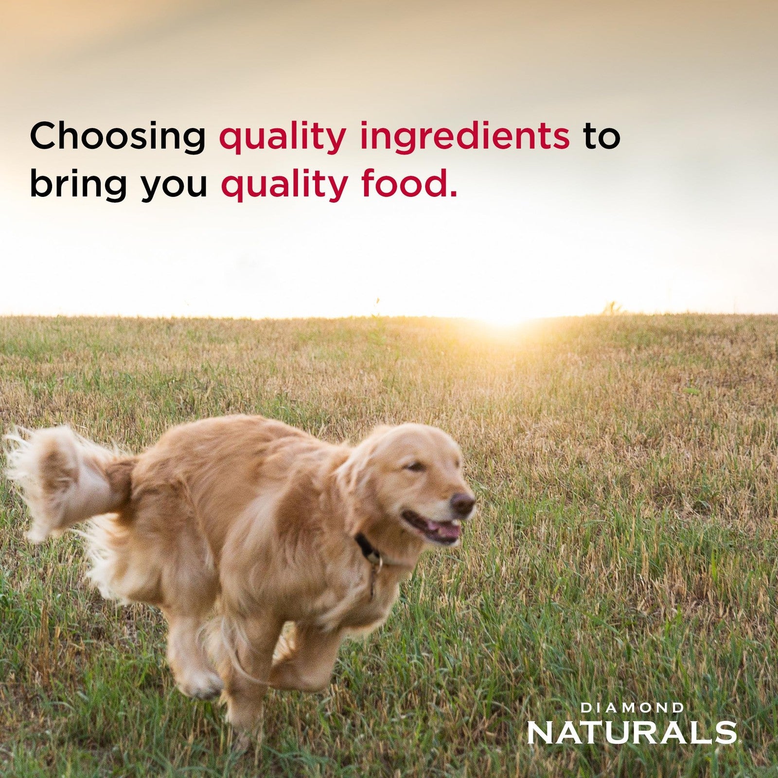 Small breed dog food by Diamond Naturals with real chicken and rice, premium dry dog food for small dogs.