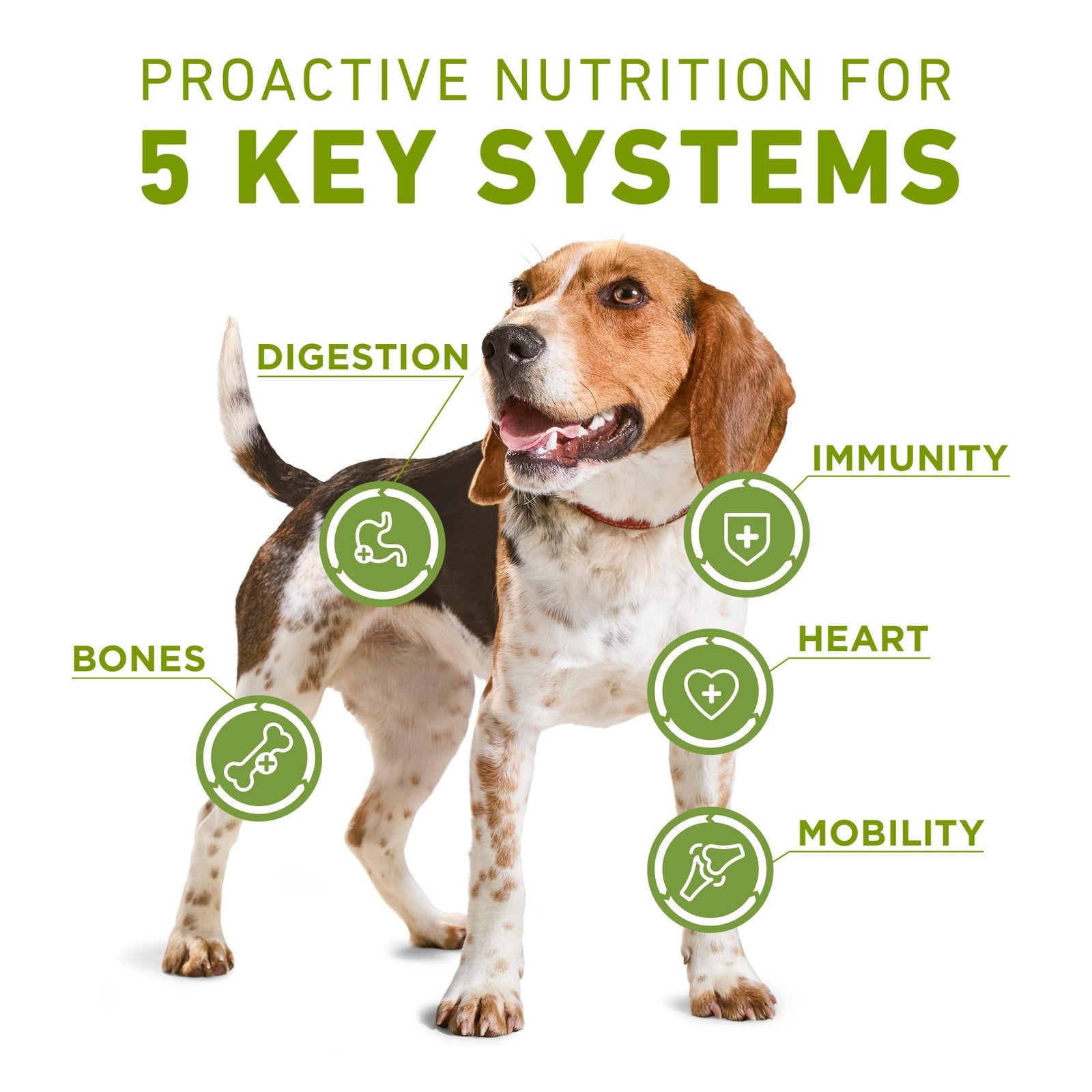 Dry dog food bag labeled Purina ONE Plus Whole Body Support Chicken, 16.5lb bag with kibble visible.