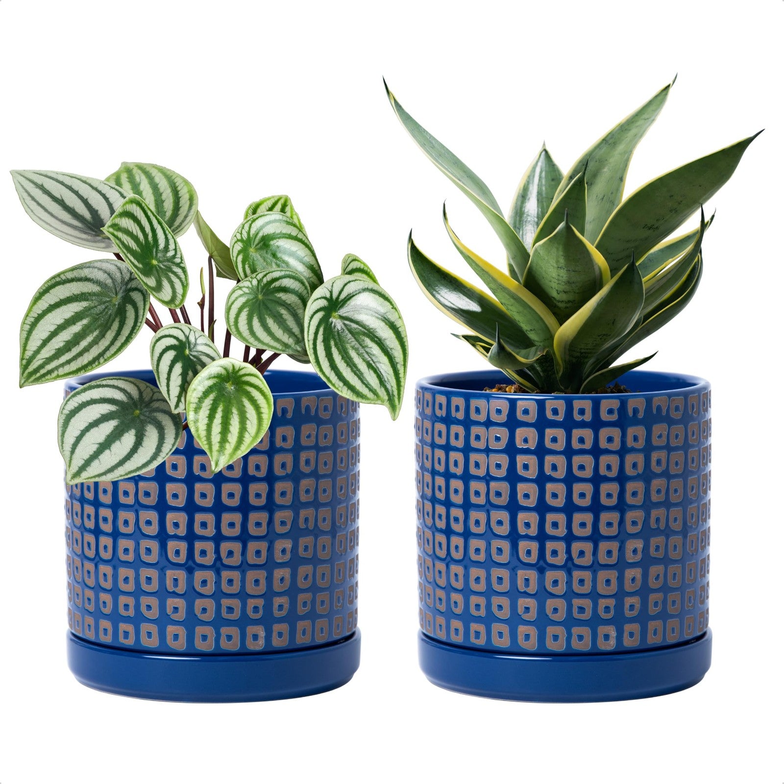 D'vine Dev set of 2 6-inch ceramic planter pots with drainage holes and saucers for indoor plants.